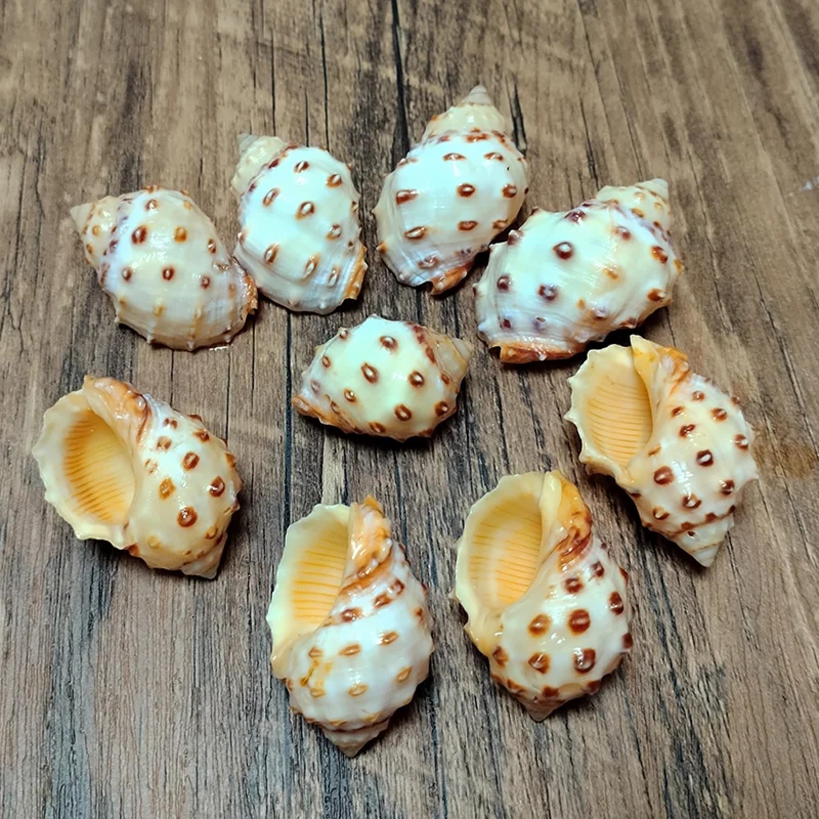 Conchiglie per decorazione, 5 pezzi, 3-4 cm, gialle, Thais Bronni, lumaca naturale, acquario, decorazione paesaggistica, esemplare, artigianato per decorazioni nautiche