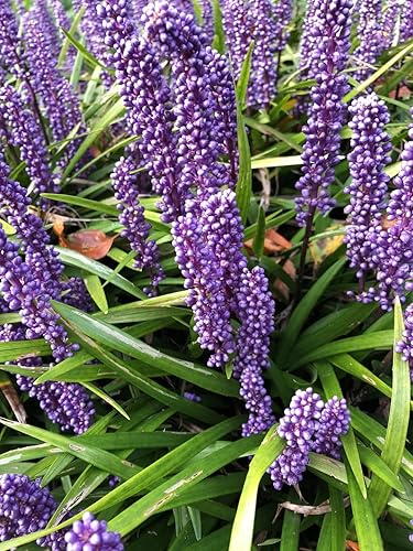 Miniatura 9 de Big Blue Liriope Muscari  Bandeja de 54 unidades  Hierba perenne tolerante a la sequía de bajo mantenimiento Lilyturf