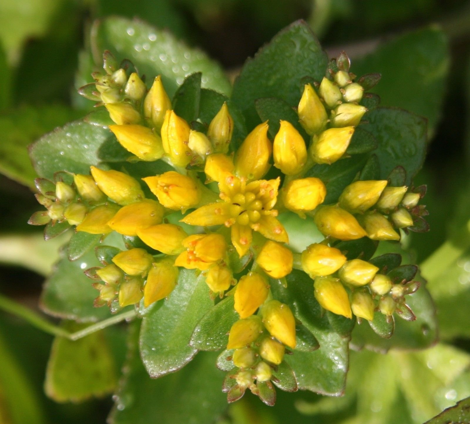 Amazon.com : Sedum Aizoon (100 Seeds), Stonecrop (Phedimus