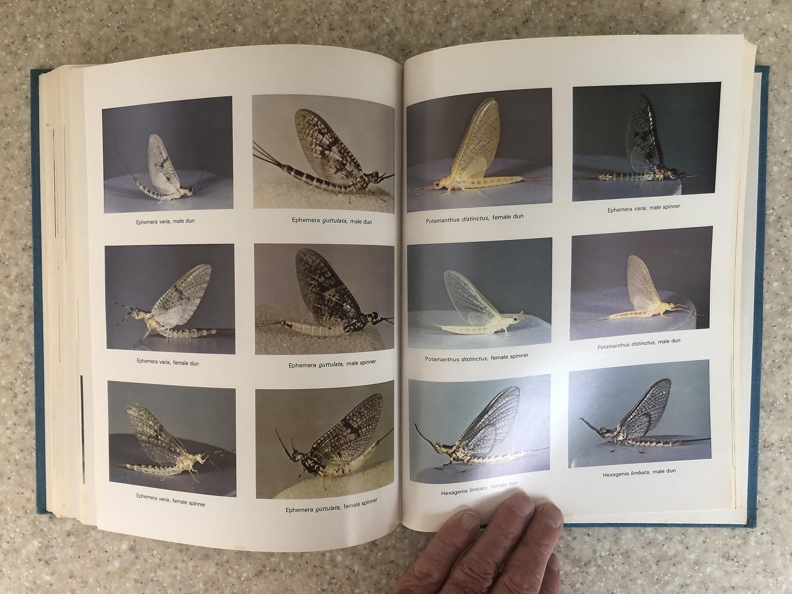 Hatches: A Complete Guide to Fishing the Hatches of North American Trout Streams