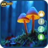 魔法のキノコの楽園 - 魅惑的な自然の音とフルートの音楽