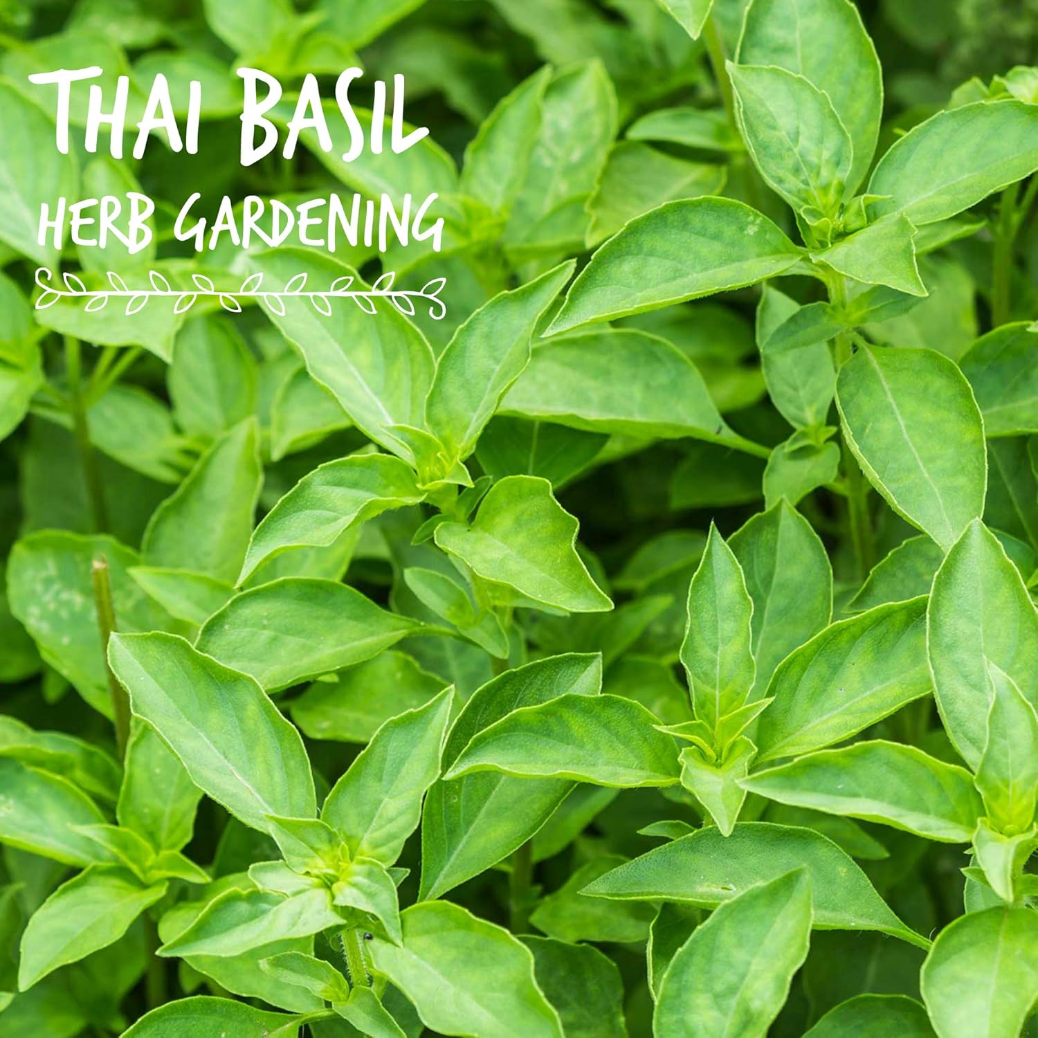 Thai Basil Seeds - Bulk Herb Seeds for Growing Microgreens, Indoor Gardening: Micro Greens Salad (4 Oz)