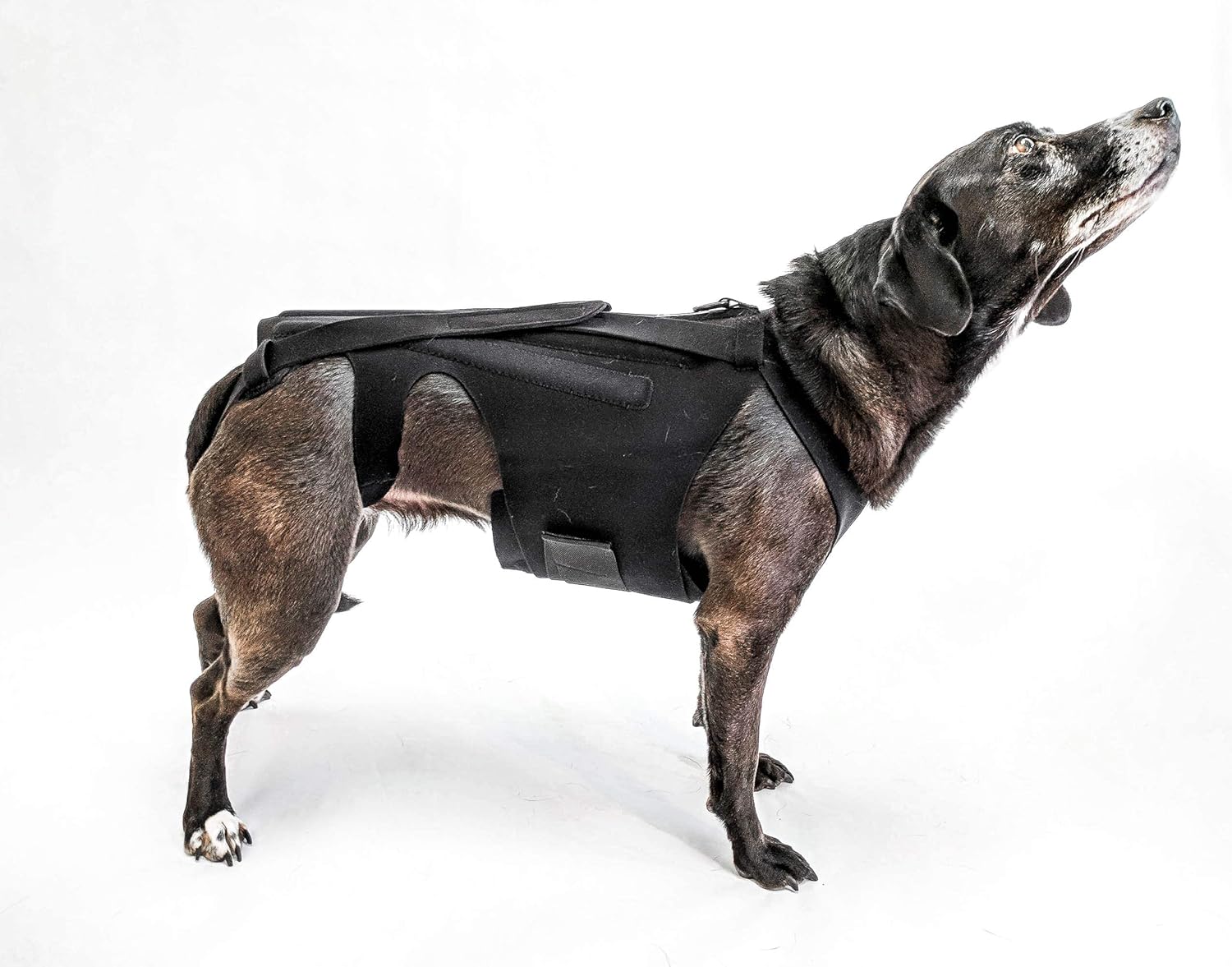 L’il Back Bracer for IVDD in Small Dogs, Arthritis, Spinal