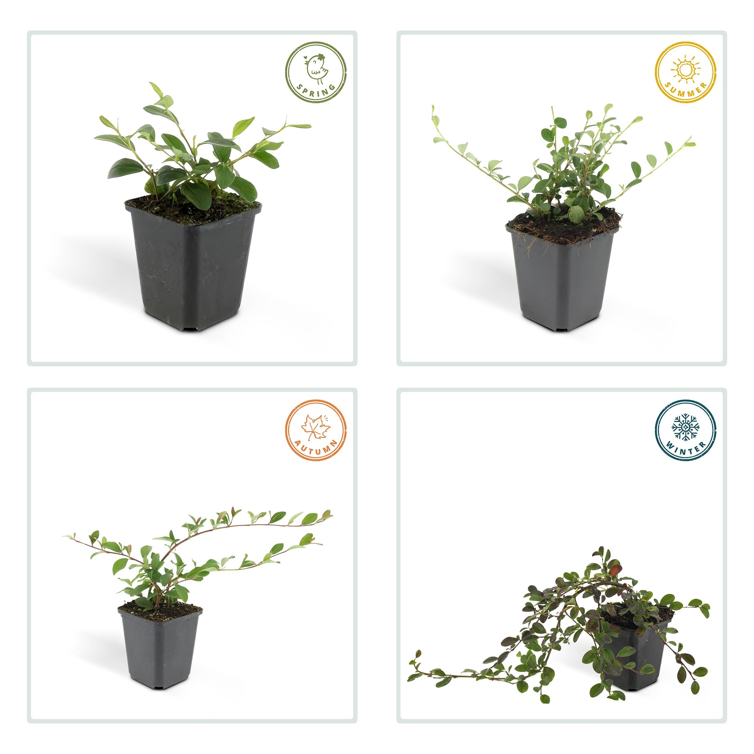 Cotoneaster dammeri | 6 pièces - 10-25cm - Ø9cm - Plante de jardin