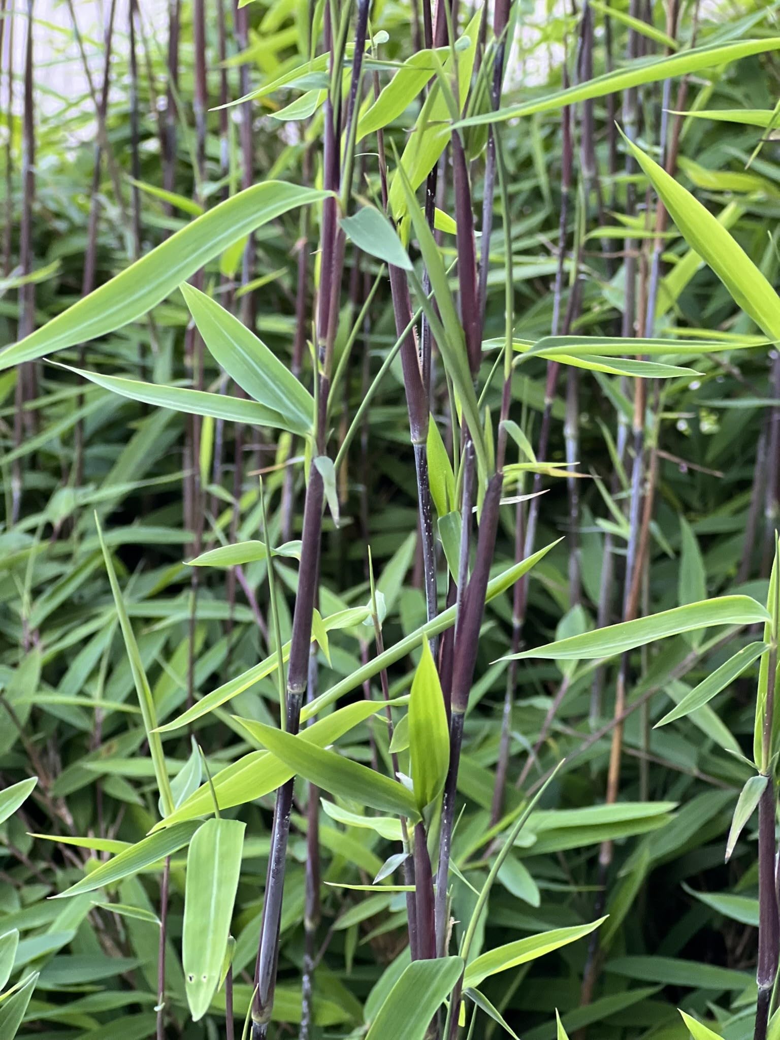 bambus indoor halten Bamboo Oriental