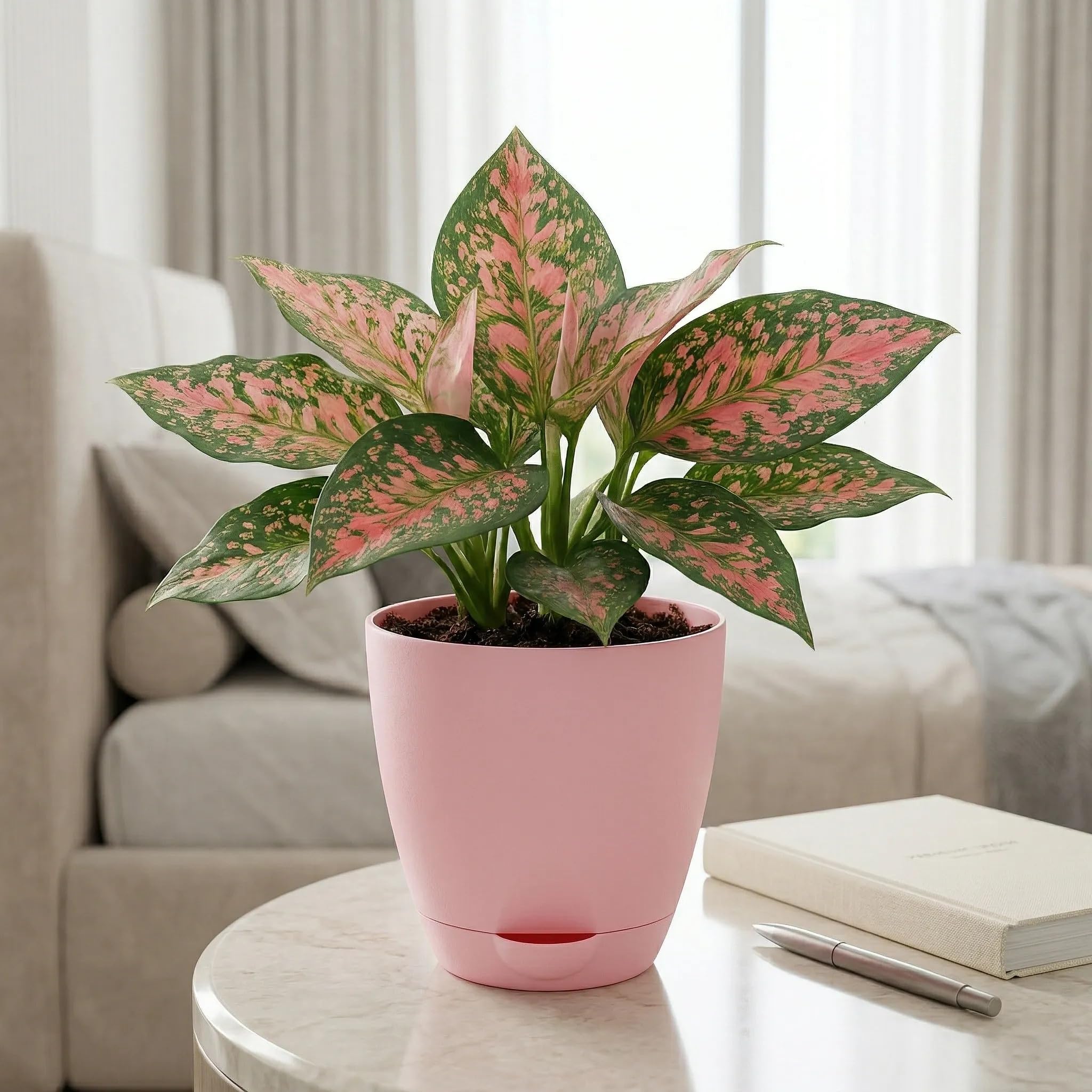 Aglaonema Pink Beauty Plant | Indoor Live Plant with Self Watering Pot | Small | Air Purifying & Easy Care | Home & Office Decor (Peach)-image-41