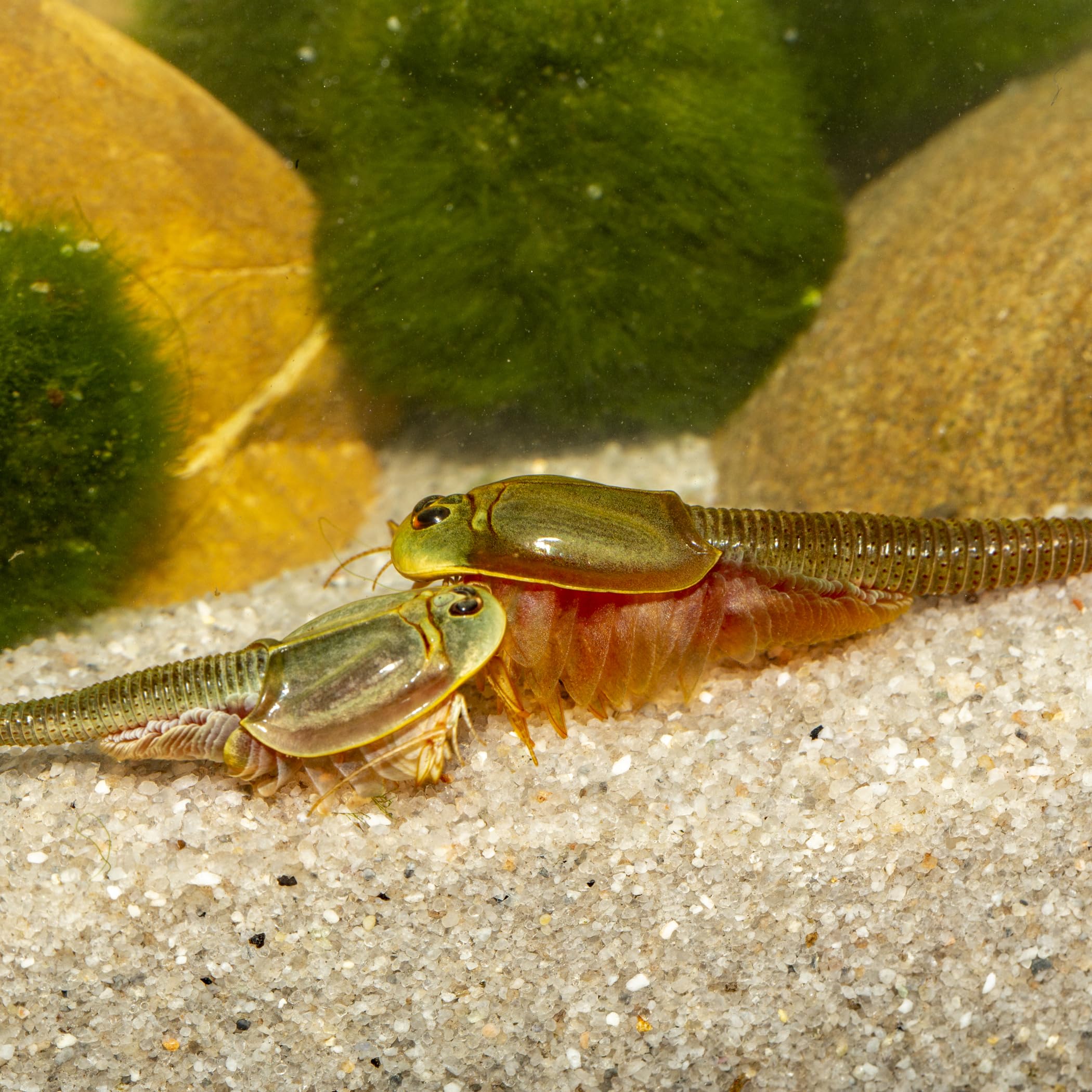Triops sp. Mongolei Premium Komplett-Set mit Urzeitkrebs Eiern, 6 l Becken, LED-Beleuchtung, Zuchtansatz, Heizung, Filter, Luftpumpe, Kescher, Futter, Zubehör, Anleitung