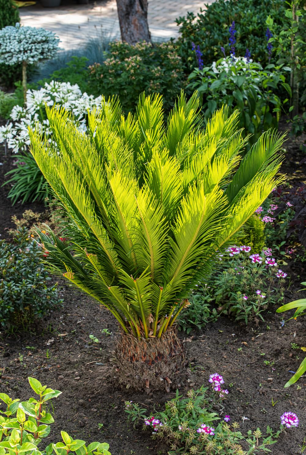 Cycas Revoluta (Sagopalme) Zimmerpflanze – Exotische Palme für Innenräume, Pflegeleicht & Langlebig (2, 60-70 cm)