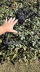 Review Image by Skellman Skellman