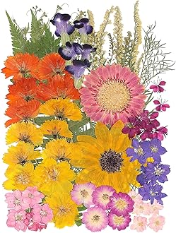 12“ Large Bulk Summer Dried Pressed Flowers for Glass Frame, Real Dry Natural Flower Leaf Daisy for Resin Mold, Cake Decor, Phone Cases (Gorgeous)