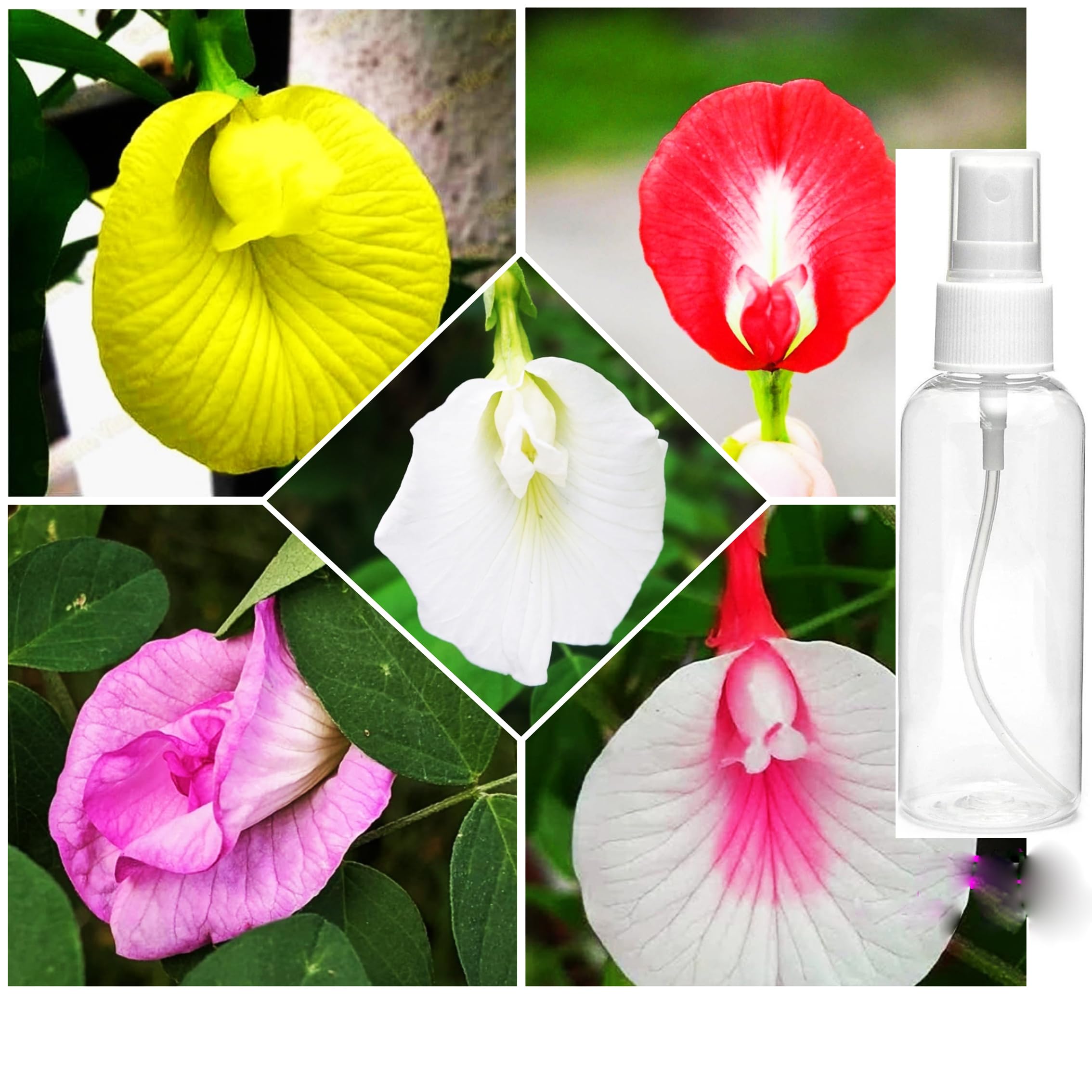 Aparajita/Clitoria Ternatea Butterfly Pea Plant Seeds Five Colour For Gardening (5 variety-5 Seeds Per Variety-Total 25 Seeds)1 spray Bottle Free (B0D1CJFWCC) Amazon Price History, Amazon Price Tracker