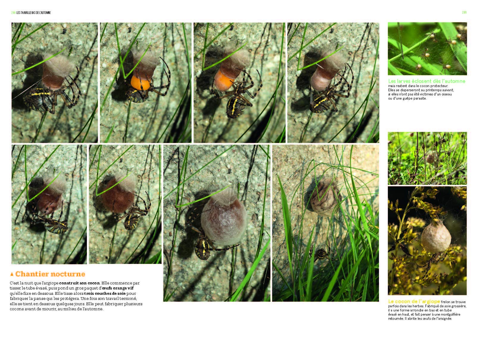 Les Insectes en bord de chemin