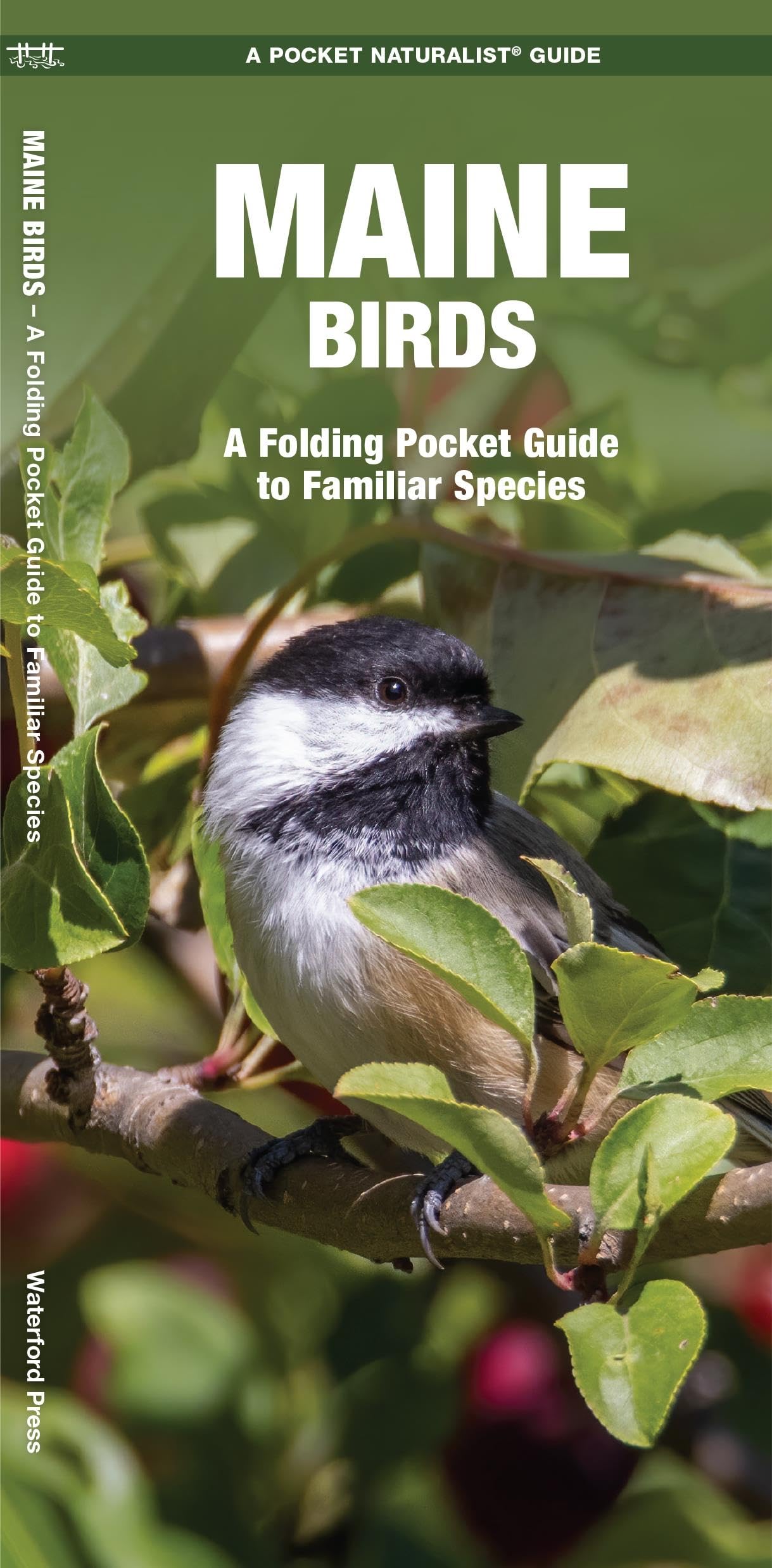 Maine Birds: A Folding Pocket Guide to Familiar Species (Nature Observation North America)