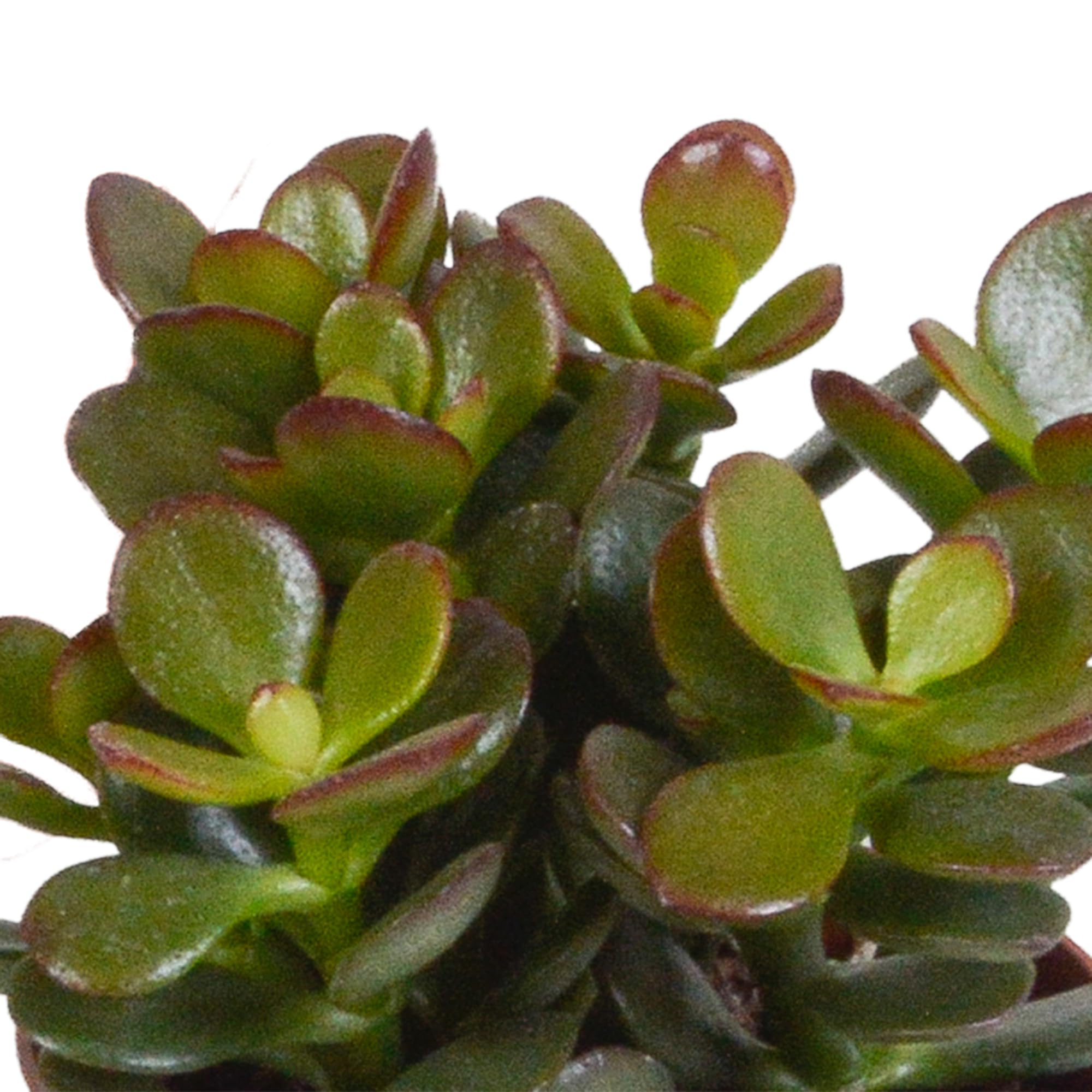 Mix Crassula in Vaso Bianco, Piante Grasse da Interno, 8.5 cm, Set da 3