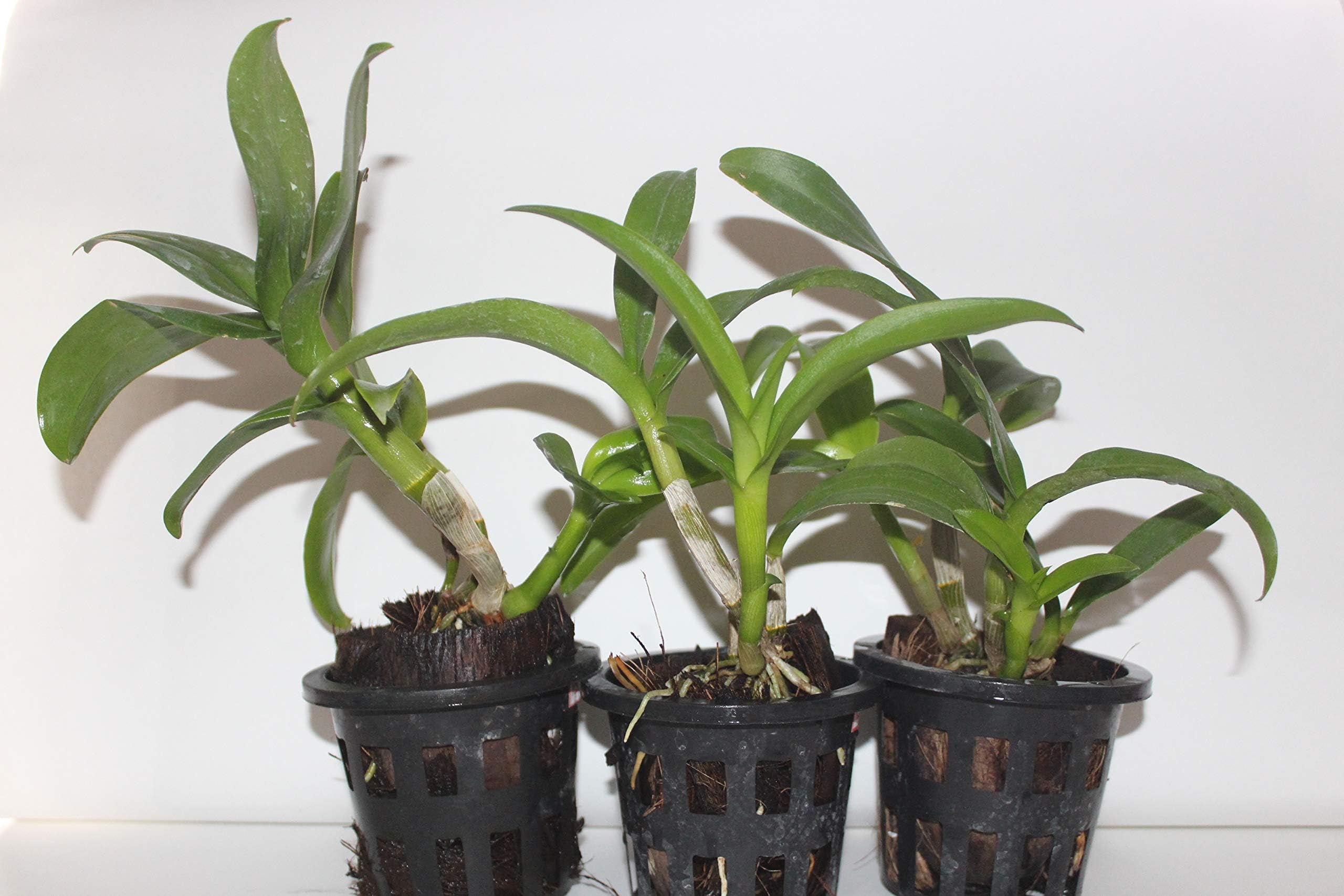 Living Colours Farm Three (3 Nos) Dendrobium Live Orchid Plants Tissue Culture Assorted Colour With Pot