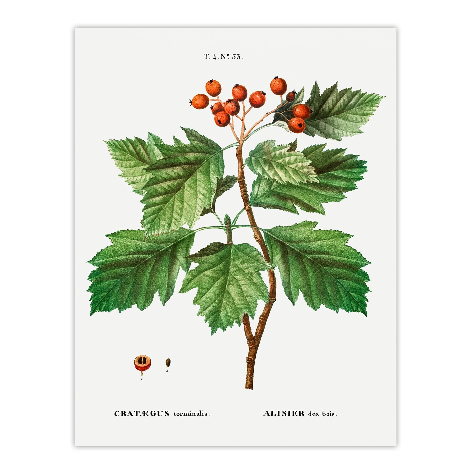 Artery8 Hawthorn Botanical Illustration Unframed Wall Art Print Poster 12X16 Artwork By Redoute : Hedgerow Branch Motif Bringing Organic Calm And Seasonal Feel To Cosy Interiors