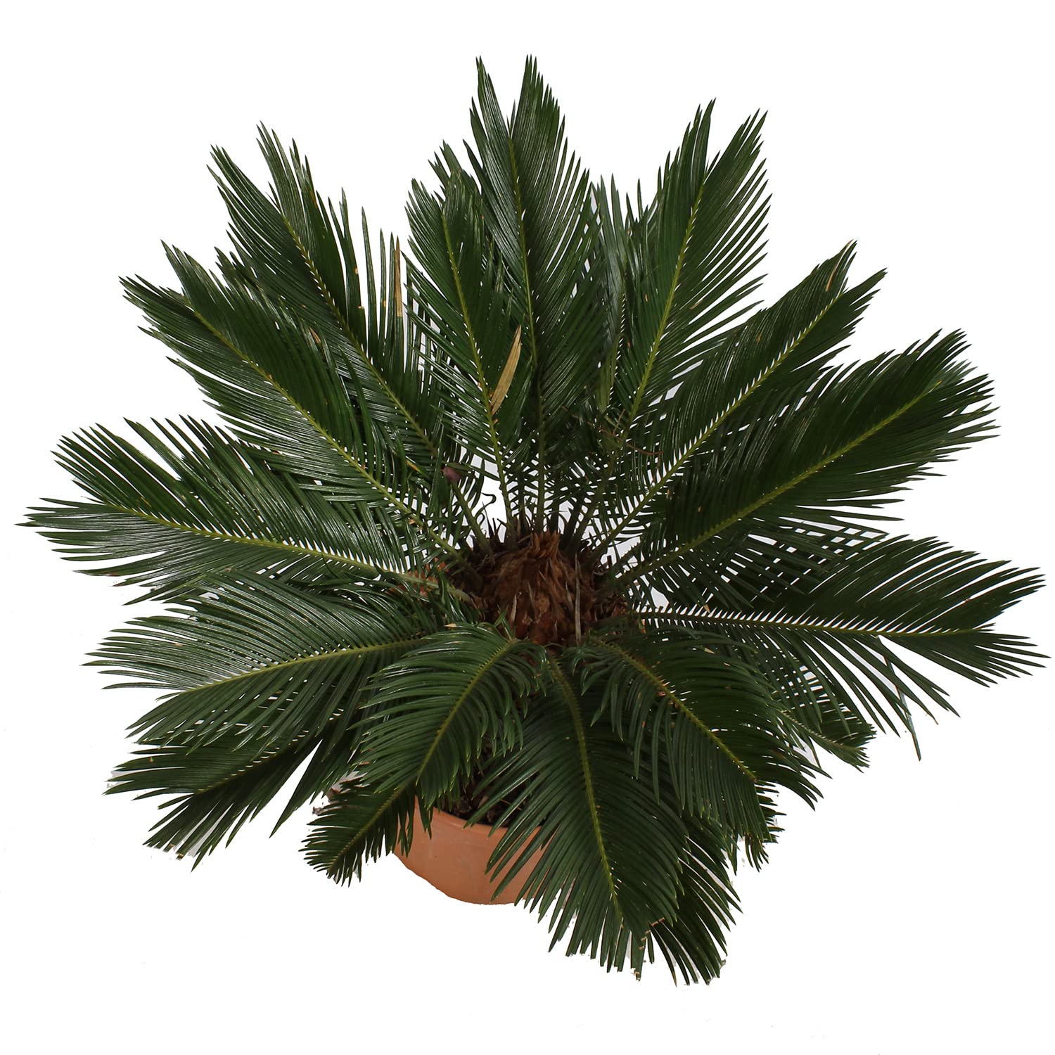 Prato A Rotoli Naturale KENTIS - 2 Metri Quadrati, Erba Vera Per Giardino - Foto 8