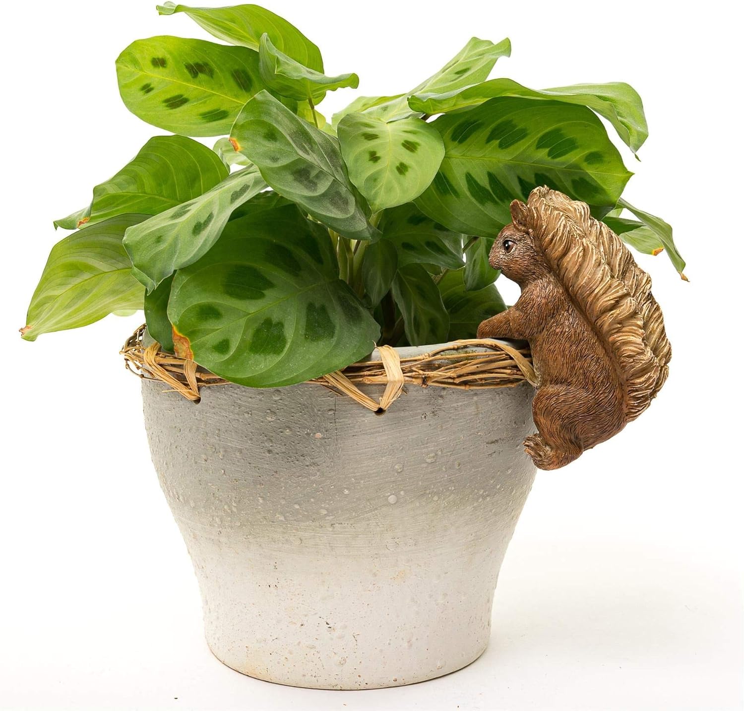 Squirrel Nutkin Pot Buddy - Licensed Beatrix Potter Plant Pot Hanger