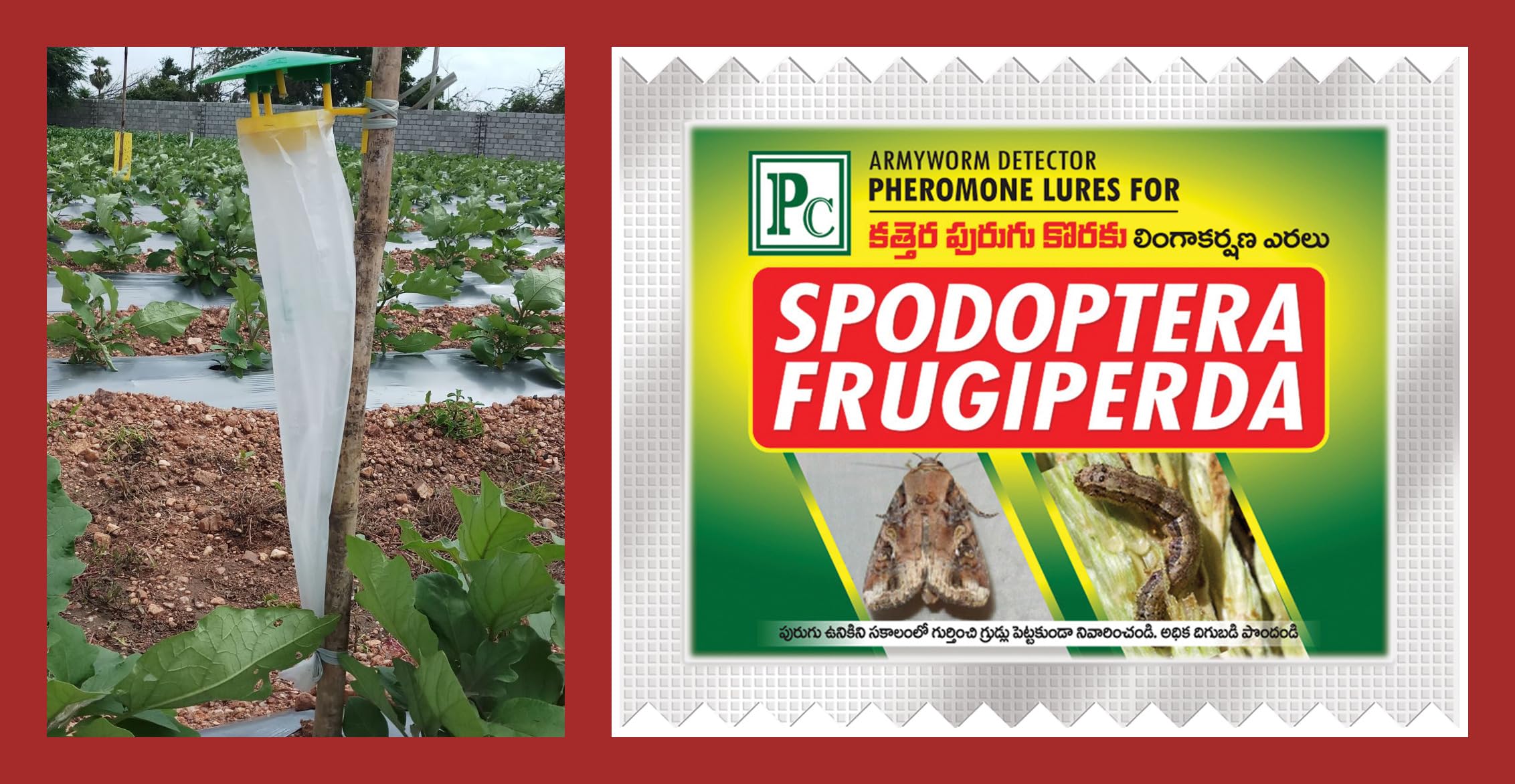 Pheromone Traps & Lures for Spodoptera frugiperda (Fall Armyworm) -10pack (B0CXM1L3PK) Amazon Price History, Amazon Price Tracker