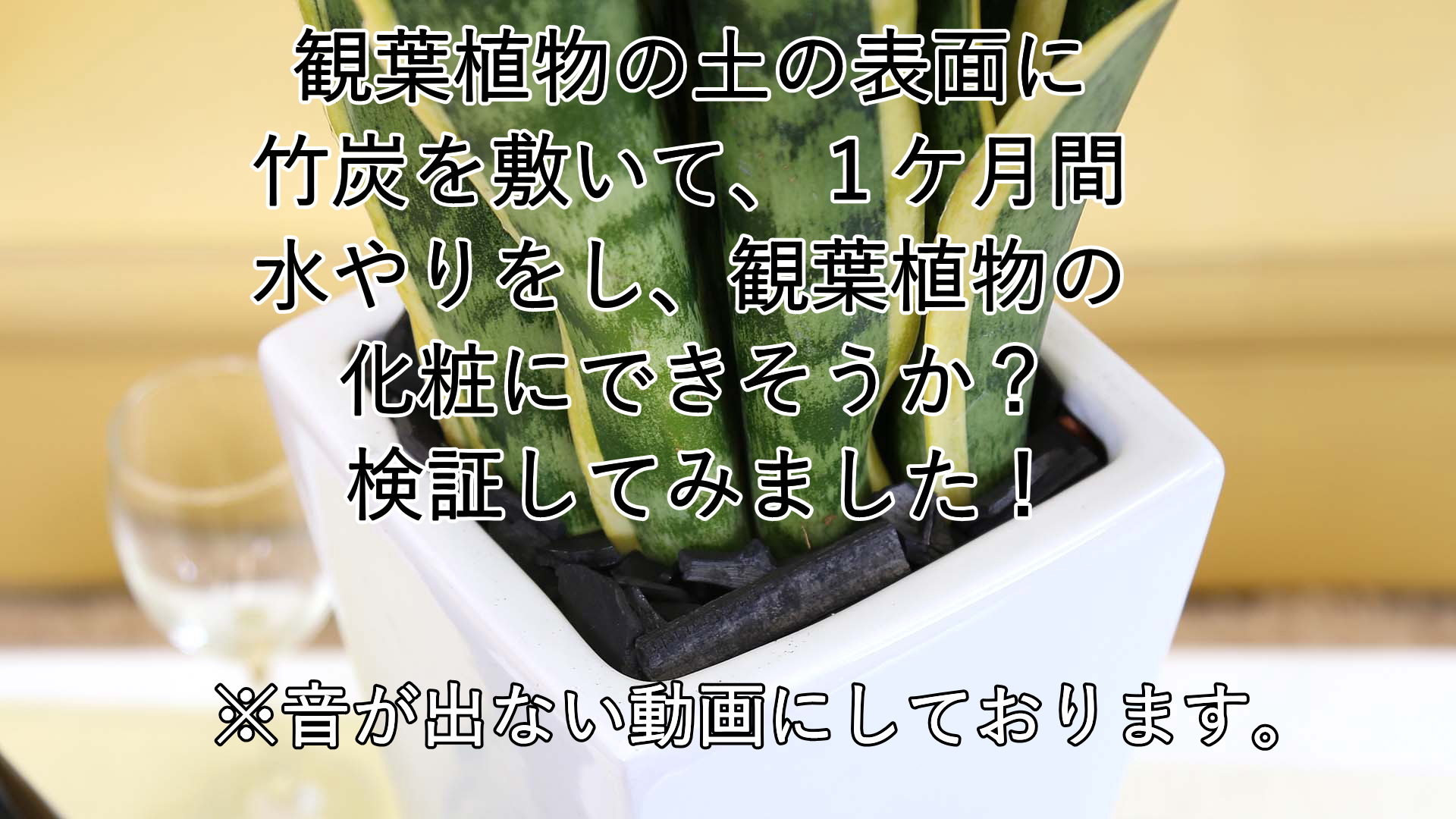 Amazon｜【ブルーミングスケープ】空気を浄化するといわれている