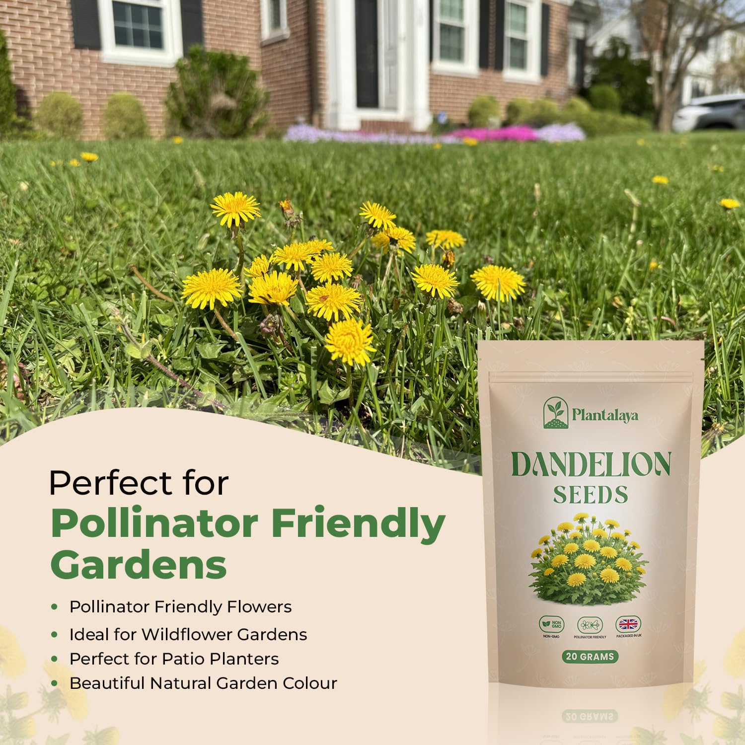 Dandelion Seeds for Planting & Pet Forage – Tortoise, Rabbit & Guinea Pig Food – Easy Grow Edible Herb Garden Seeds – Taraxacum Officinale (20g) — view 5
