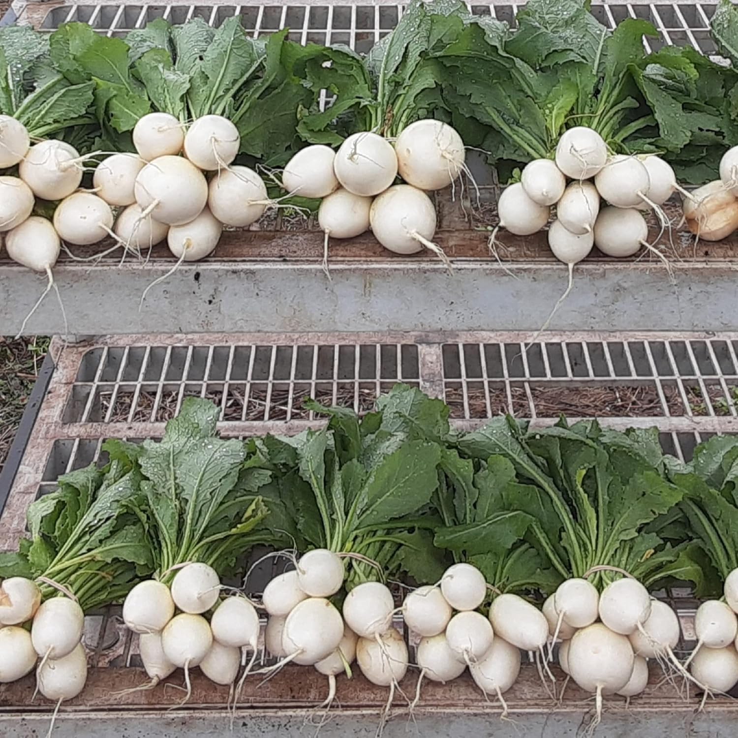 CHUXAY GARDEN Hakurei Turnip Seed, Tokyo Turnip 100 Seeds