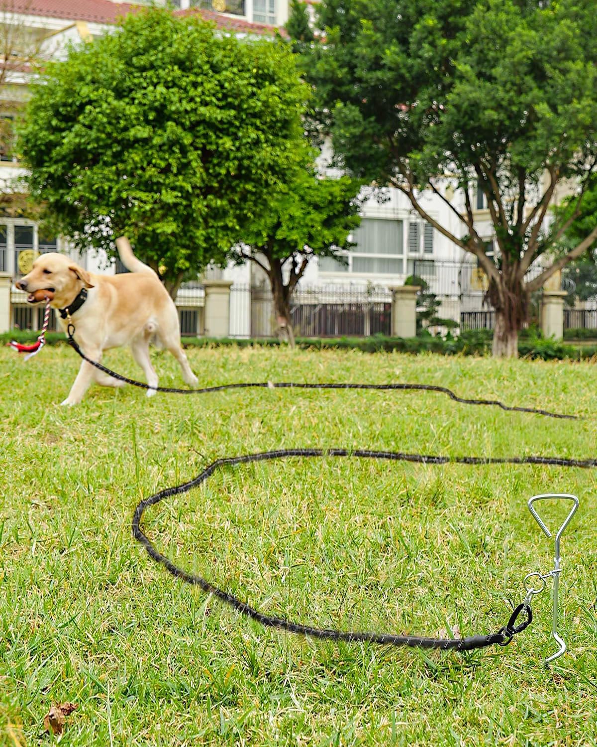 Joytale Longe pour Chien 5m/ 10m/ 15m/ 20m, Poignée Rembourrée, Double Crochets Robustes, Laisse de Dressage pour Chien de Moyen à Grandes Taille (Noir, 5m)