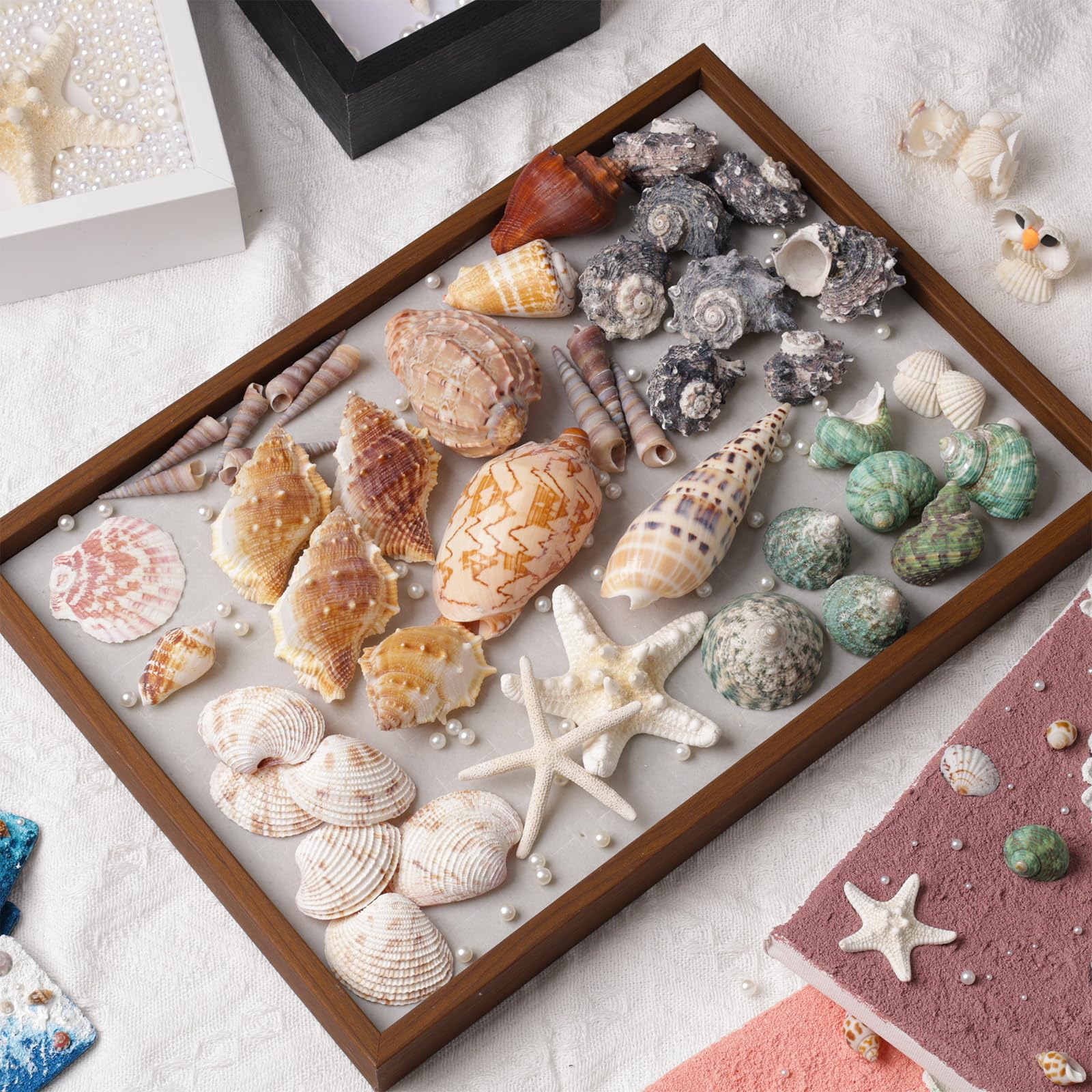 JSPYFITS Sea Shell Mixed Ocean Shells Set, 15 Kinds 1