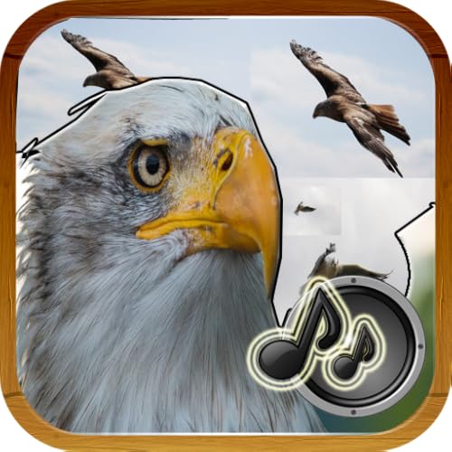 Sounds Of Birds