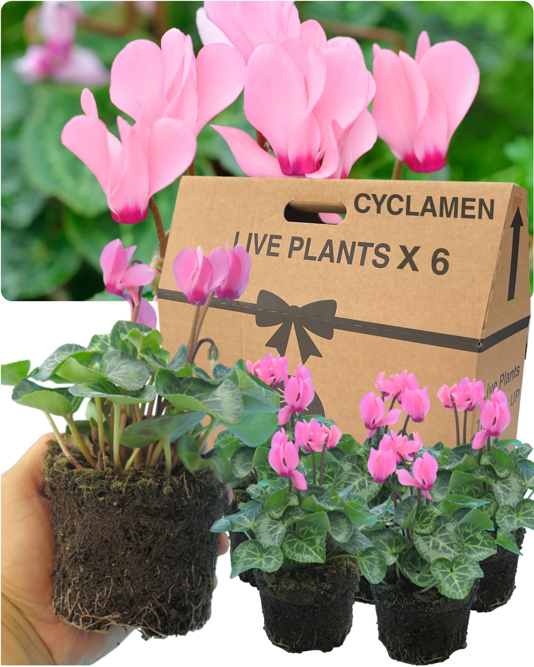 Cyclamen Plants Outdoor Garden Ready - 6 Salmon Colour Outdoor Flowers. Autumn & Winter Planting. Large 10.5cm Potted Size. Well Rooted & Established, Add Colour to Containers, Baskets, Patios & Beds