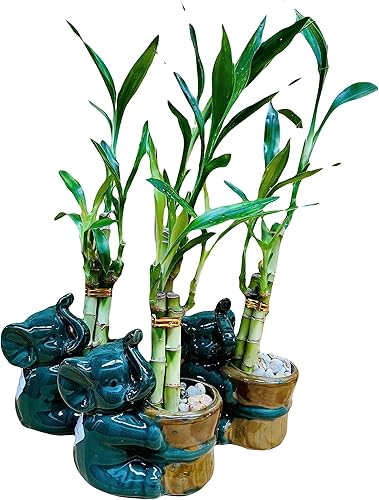 Bambú de la suerte en jarrón de elefante de cerámica, 3 tallos de 6 pulgadas y 6 pulgadas y 8 pulgadas