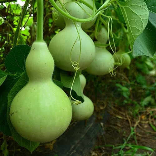 Birdhouse Gourd - 25 Seeds - Heirloom Bottle Gourd Variety, Non-GMO Gourd Seeds for Planting Outdoors in The Home Garden, Thresh Seed Company