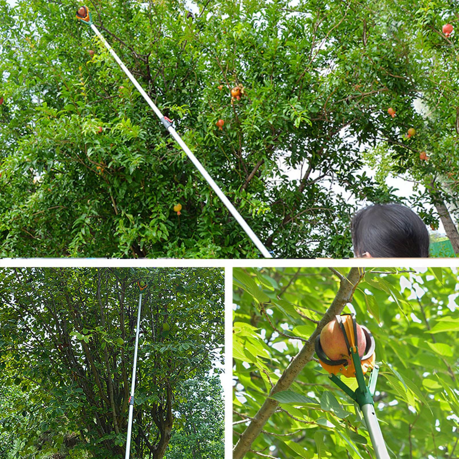 Recoge Frutas Telescopico, Poste para Recoger Frutas, Recogedor de Árboles Frutales, Extensión de 4, 9 Pies