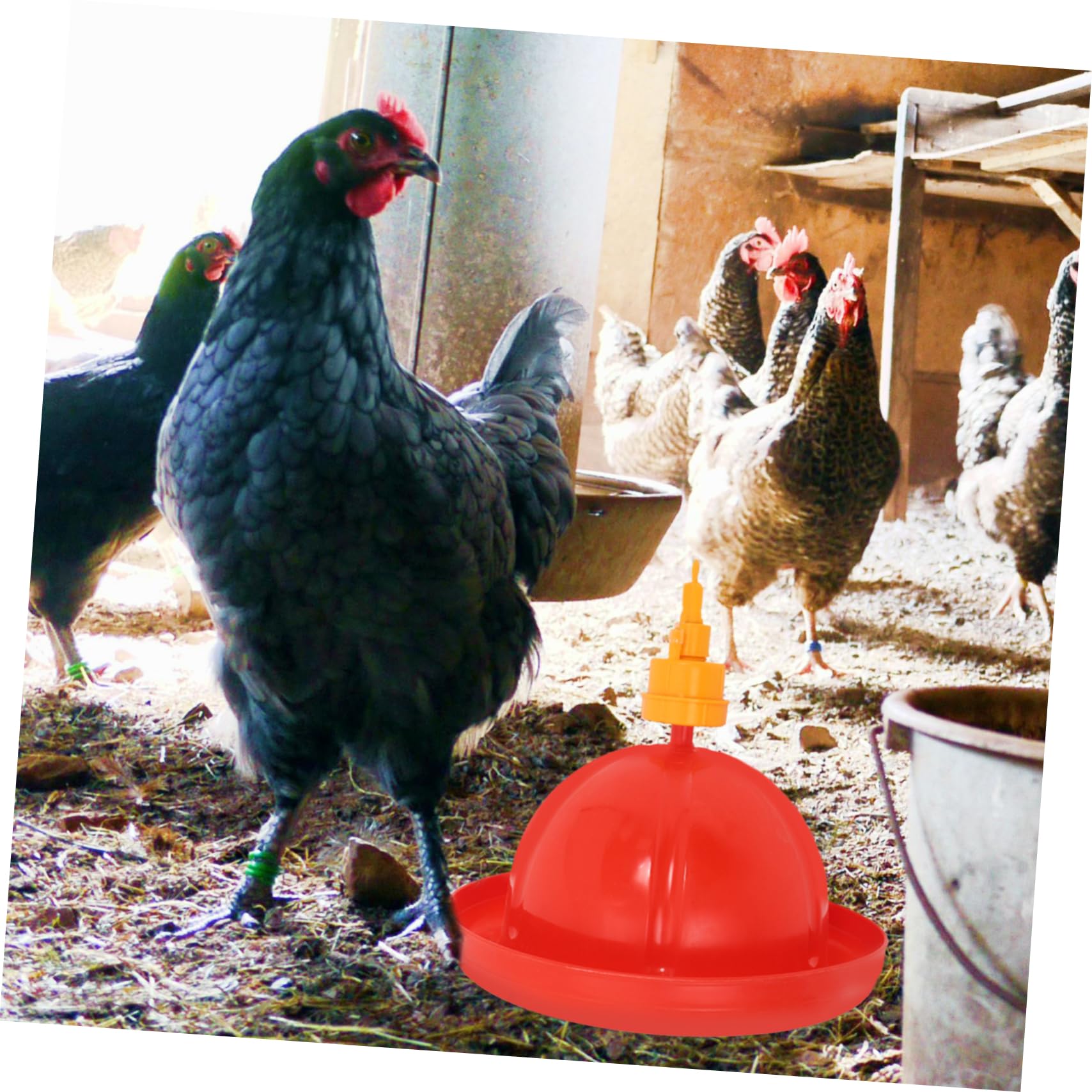 Bebedero Automático para Pollos y Patos, Juego 1 Unidad PP Rojo | Aves de Corral, Cría Avícola, Contenedor Peso Integrado, Resistente al Agua