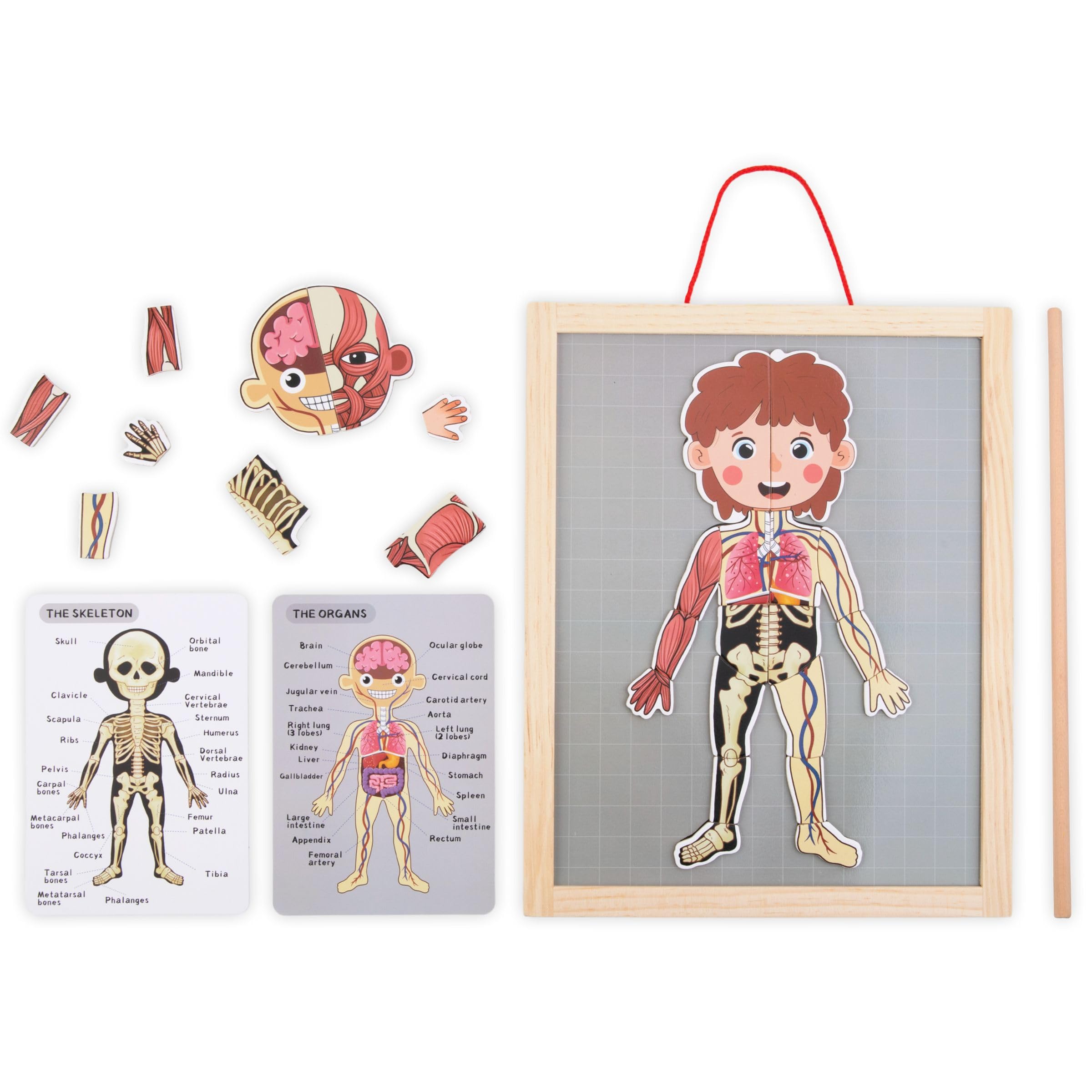 Mamabrum, Puzzle Magnétique - Apprentissage de l'Anatomie - Corps Humain, Grand Tableau Magnétique, 2 Cartes Double Face, 1 Index, Enseigne la Structure du Corps, Puzzle Anatomique pour Enfants