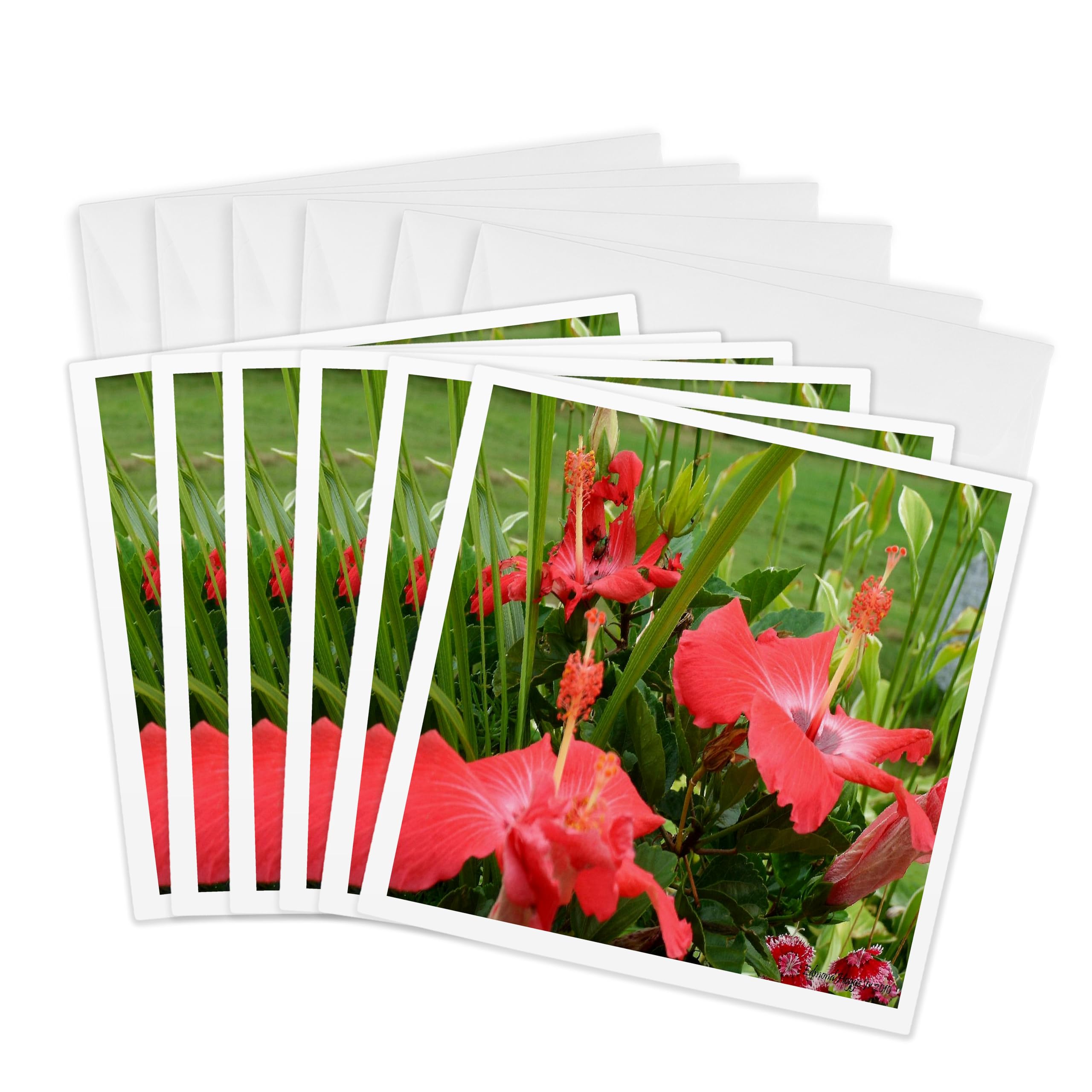 3dRose gc_14433_1 6 x 6-Inch "Hibiscus" Greeting Card (Pack of 6)