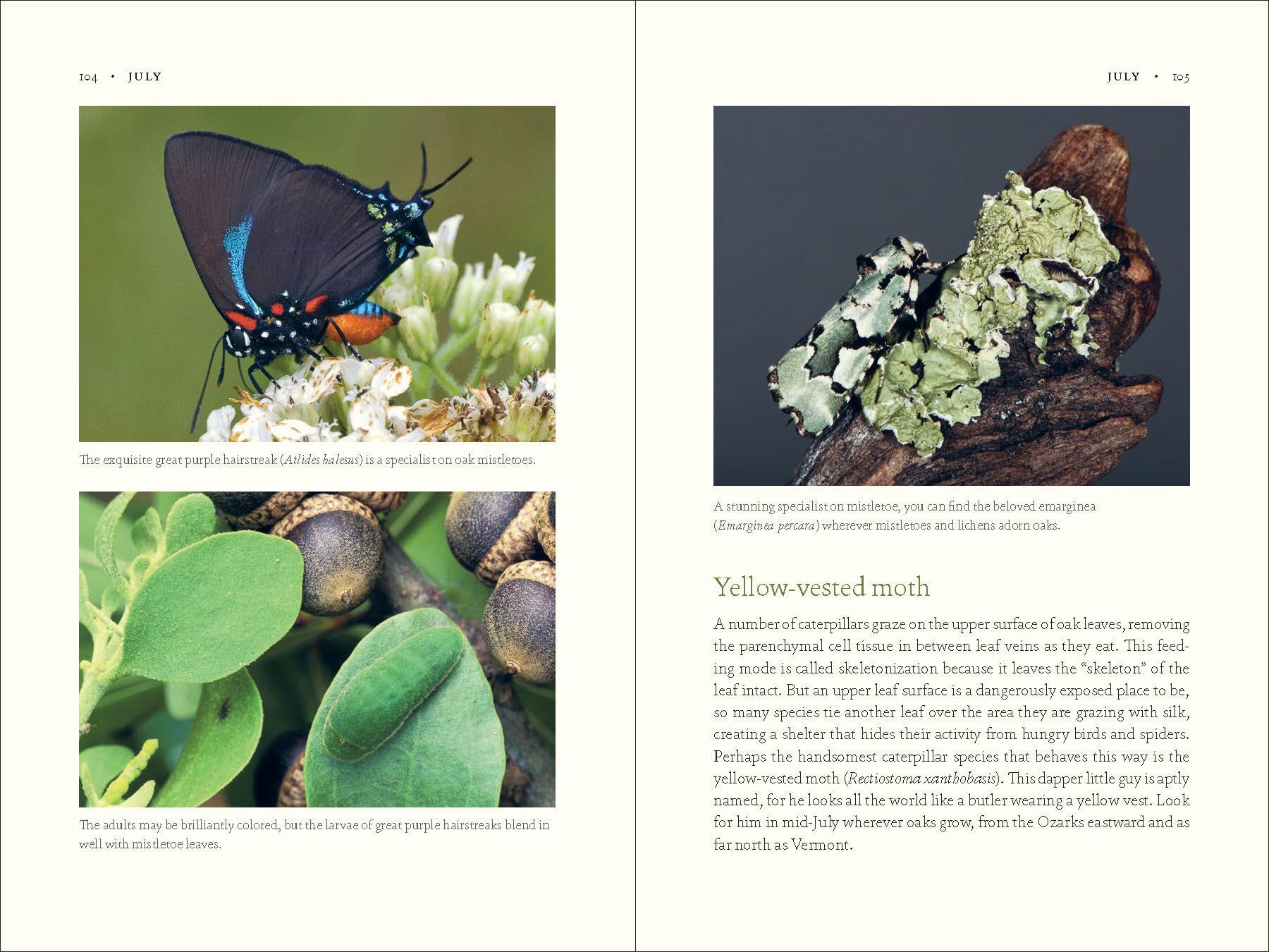 The Nature of Oaks: The Rich Ecology of Our Most Essential Native Trees