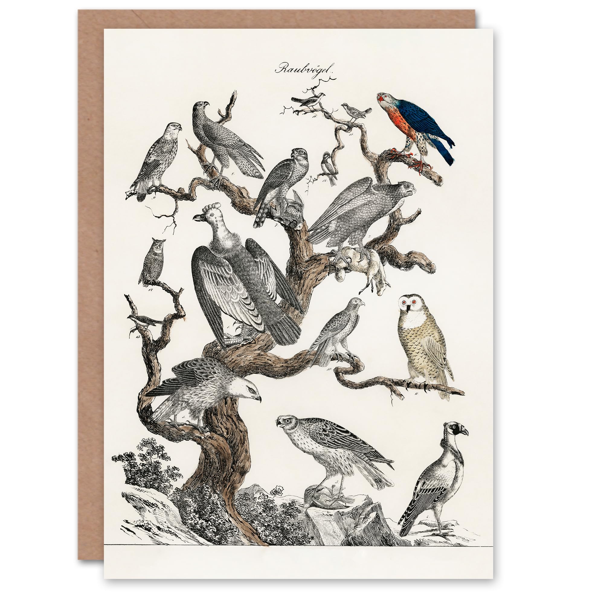 Artery8 - Greeting Card - Vintage Illustration - Birds of Prey - White