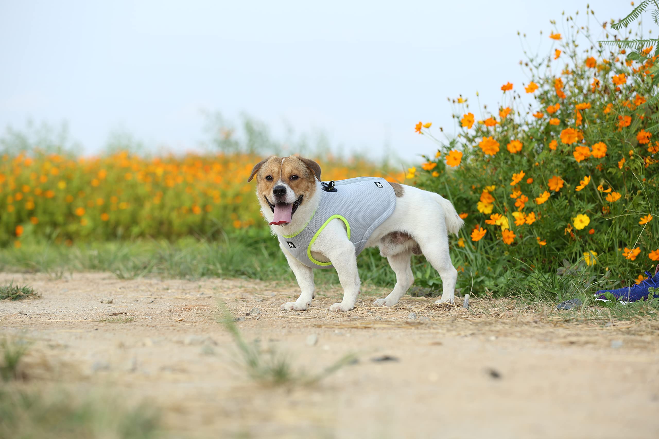 WINHYEPET Harnais Rafraîchissant pour Animaux(Jaune/Gris,S)
