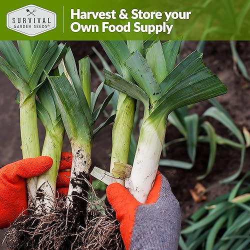 Miniatura 7 de Survival Garden Seeds - Semilla de puerro grande con bandera estadounidense para plantar - 3 paquetes con instrucciones para plantar y cultivar