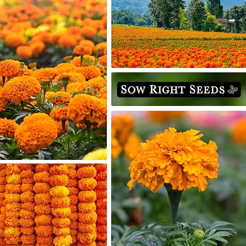Miniatura 4 de Sow Right Seeds Crackerjack Semillas de caléndula  Semillas de reliquia sin OMG con instrucciones para plantar un hermoso jardín de flores, 750 mg