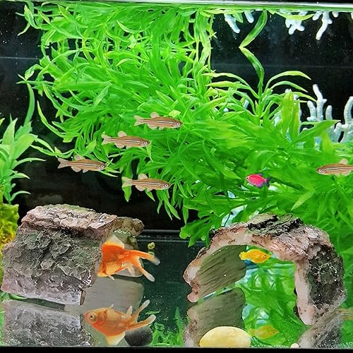 Miniatura 5 de Tfwadmx 2 Pack Small Betta Log Resin Hollow Tree Trunk Ornament, Aquarium Hideout Reptile Cave Tarantula Hide Terrarium Tank Decor for Fish Shrimp