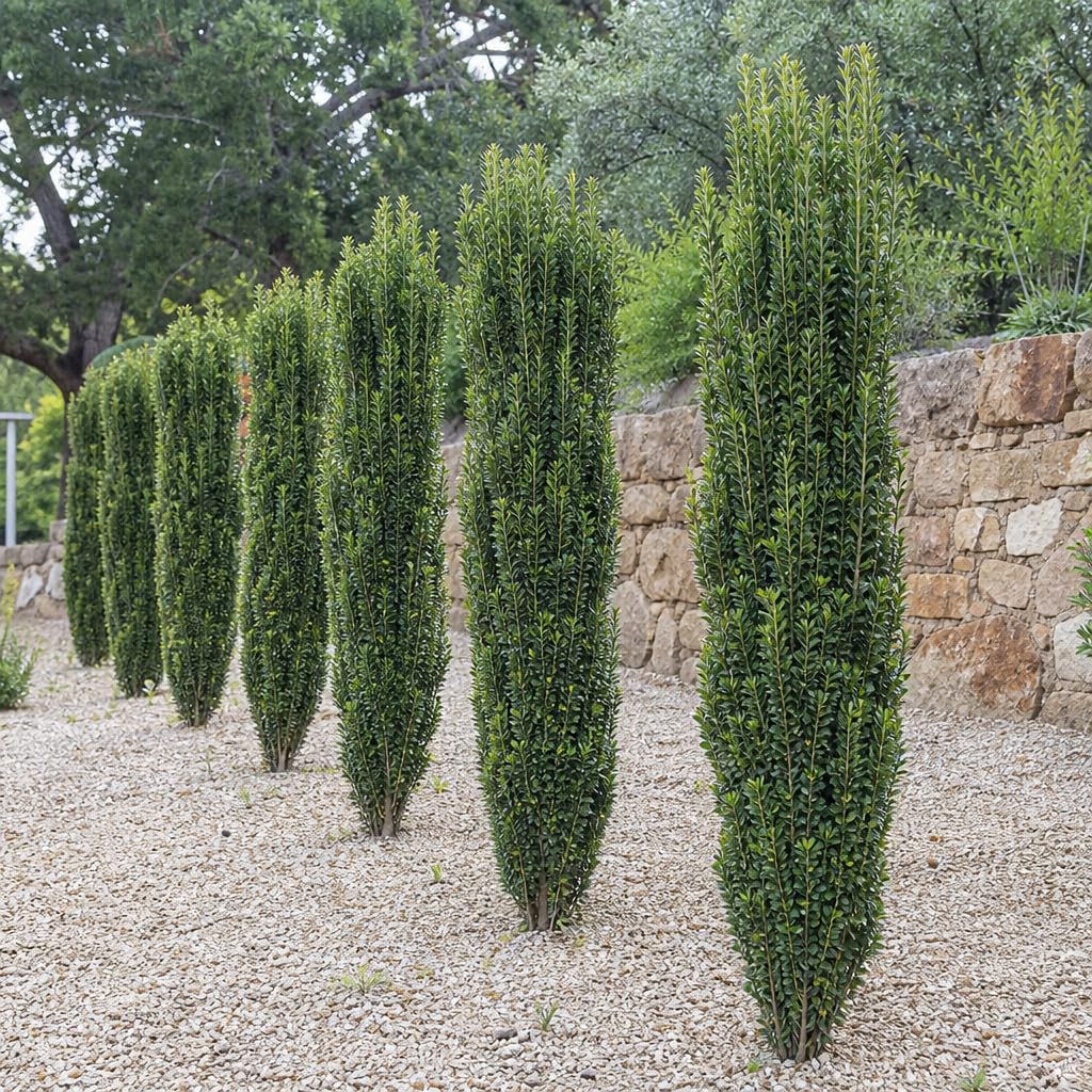 Amazon.com : Sky Pencil Japanese Holly - 5 Live Quart Size Plants