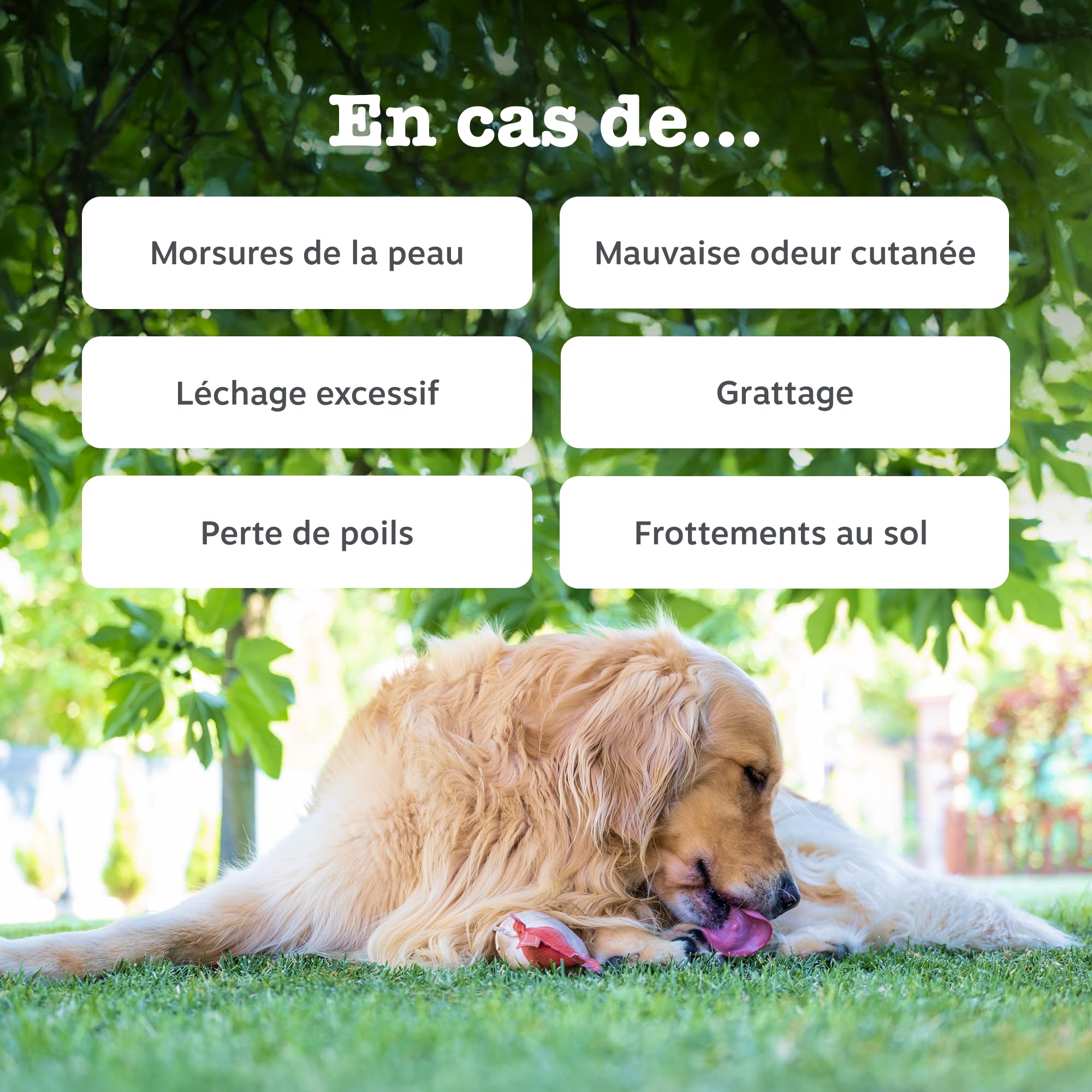 Zesty Paws Santé Peau et Pelage pour Chiens | Soutien Peau Saine et Pelage Brillant | Compléments pour Chiens sous Forme de Bouchée Gourmande | Aliments Complémentaires| Huile de Poisson - 90 unités