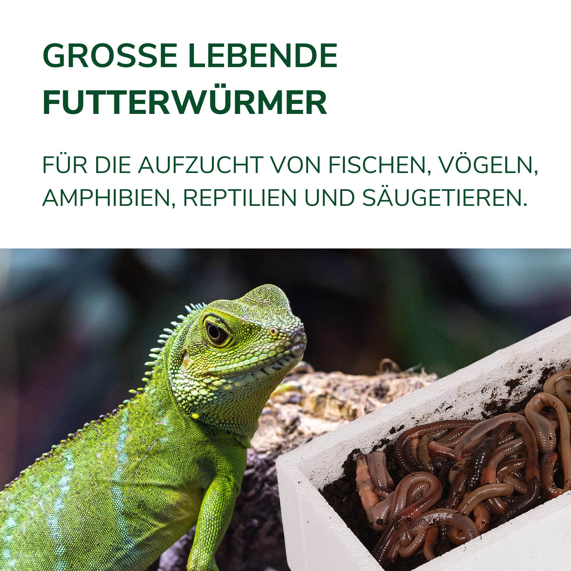 Natursache I Futterwürmer - Groß - für die Aufzucht von Fischen Vögeln Amphibien Reptilien und Säugetieren (100 STK./Box)