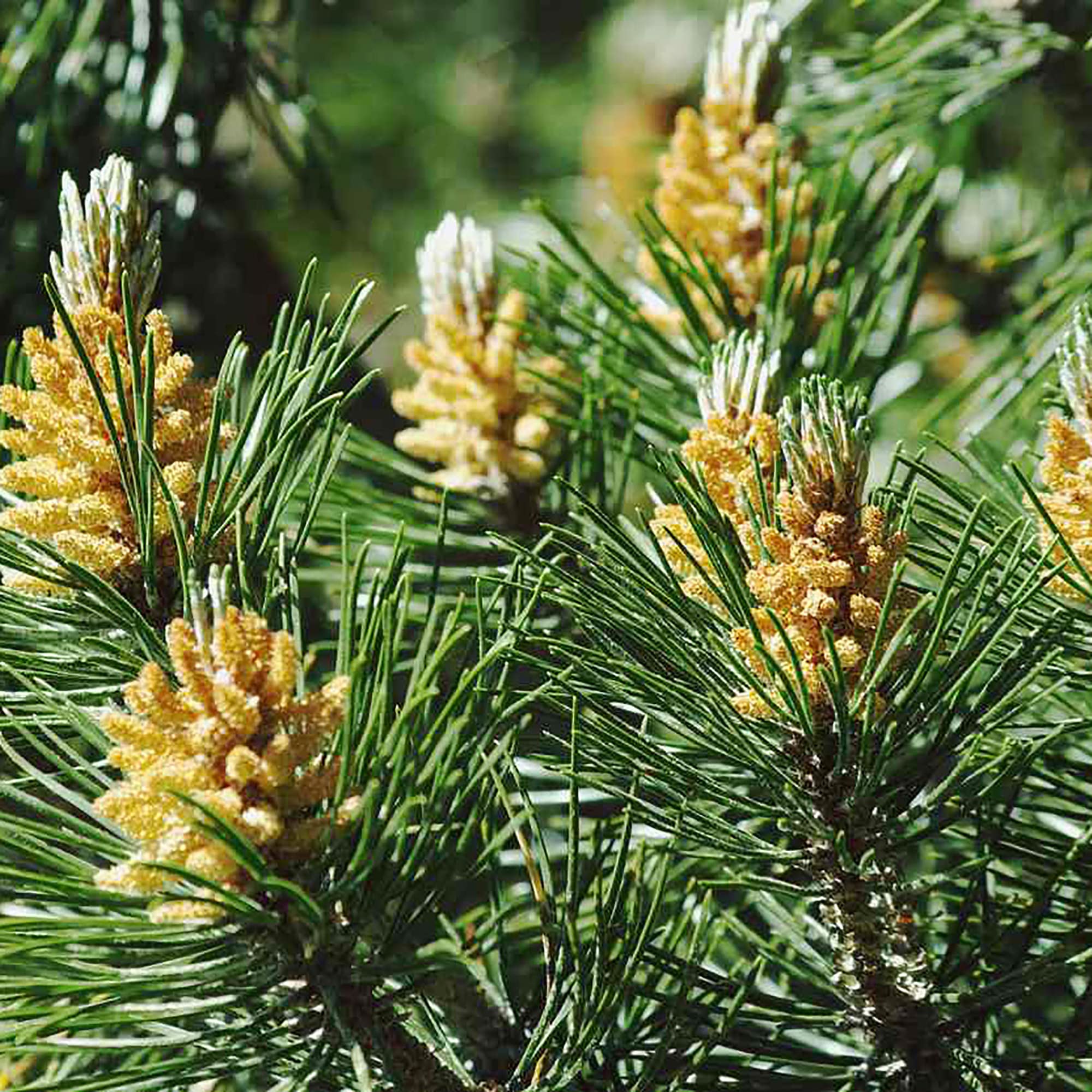 ピオヌンナル　pionunnal GARDEN PEANUTS ver.ECRU The Snoopy Garden Planter