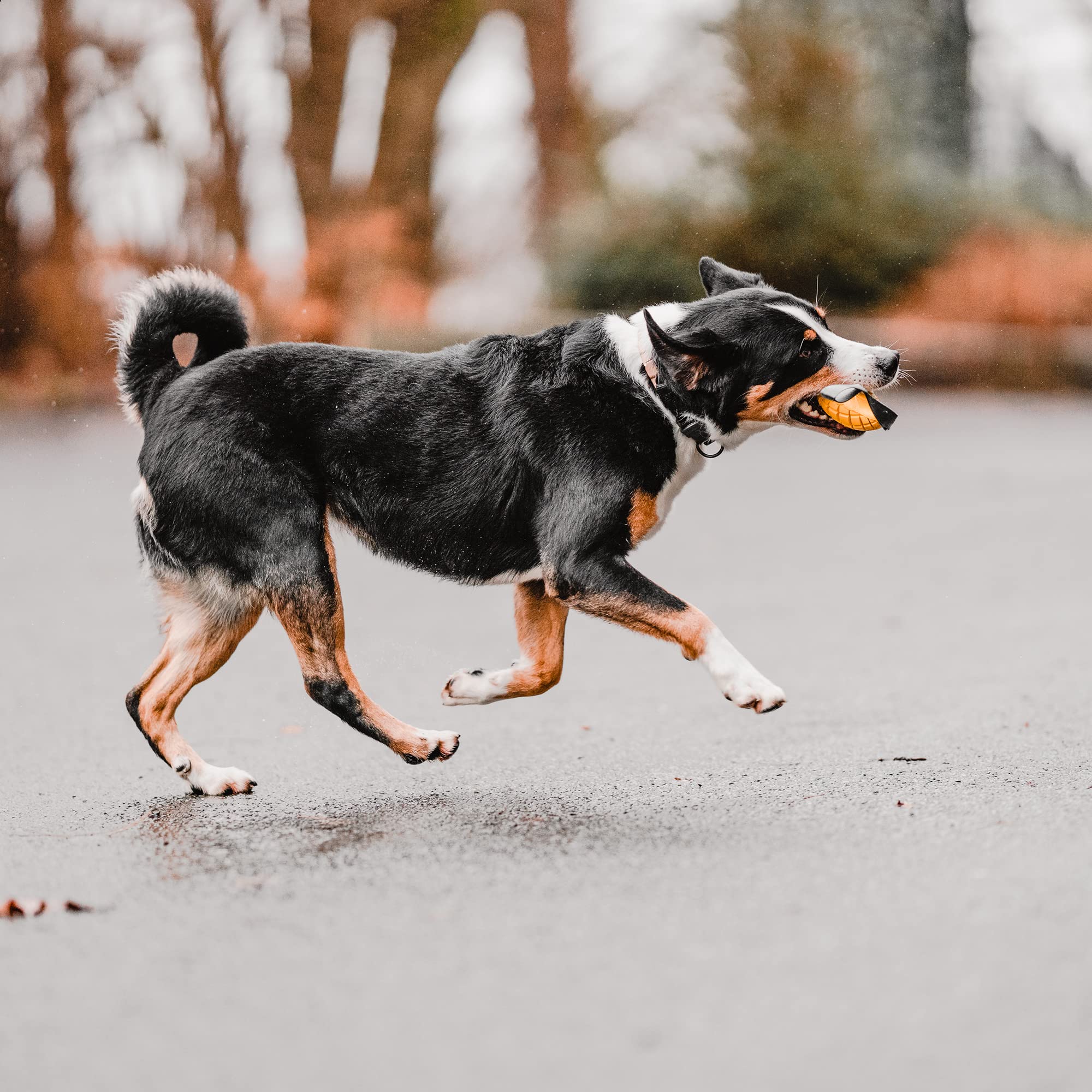 Herm Sprenger Mango Kauspielzeug Für Hunde – Aus Naturkautschuk Mit Leckerlispender