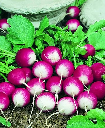 Miniatura 2 de 2400 semillas de rábano Sparkler para plantar 1 onza de semillas orgánicas, Heirloom no transgénicos, vegetales de jardín, supervivencia a granel