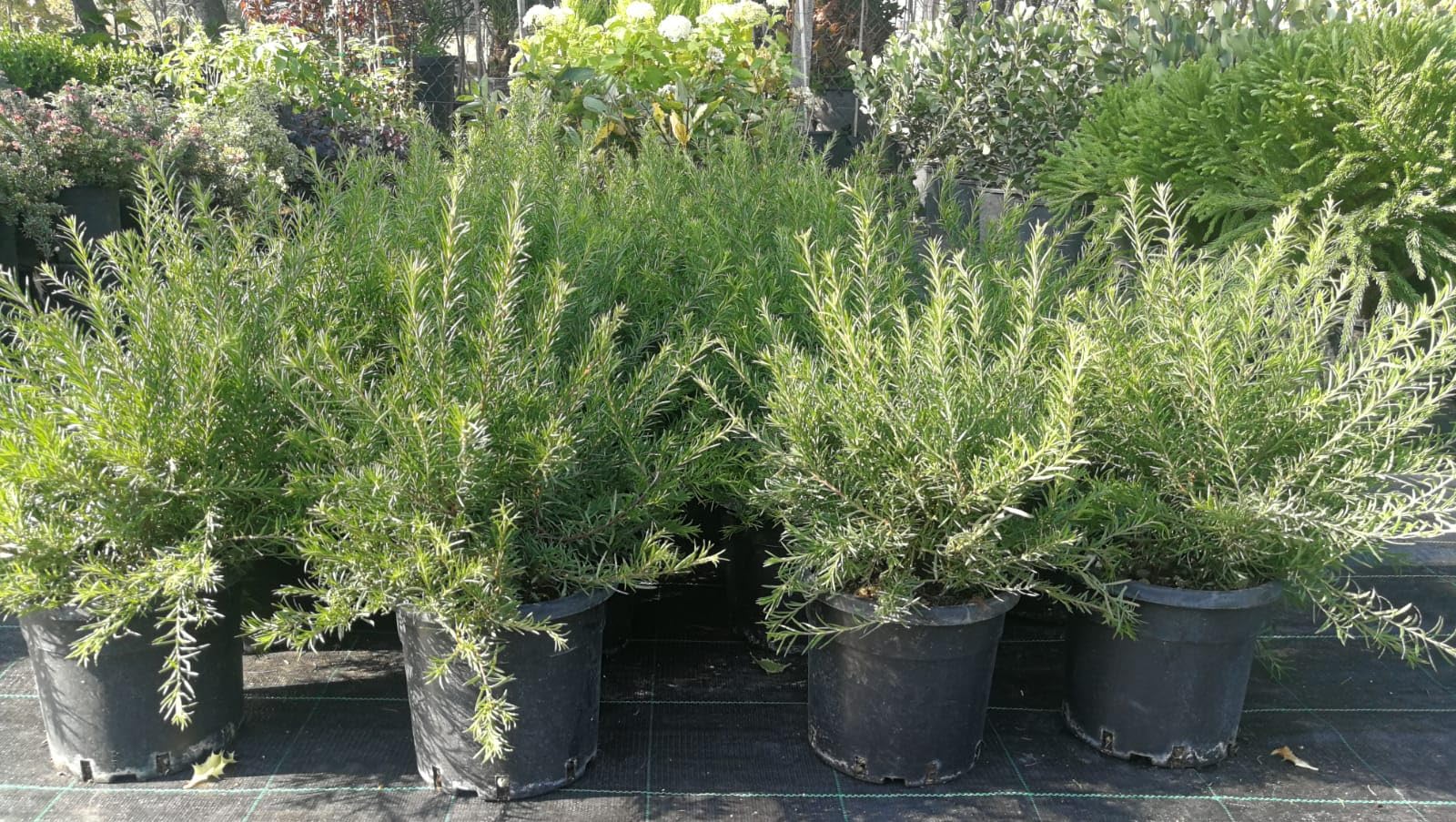 Grevillea rosmarinifolia, Piante per bordure e cespugli fioriti, vs18, grevillea