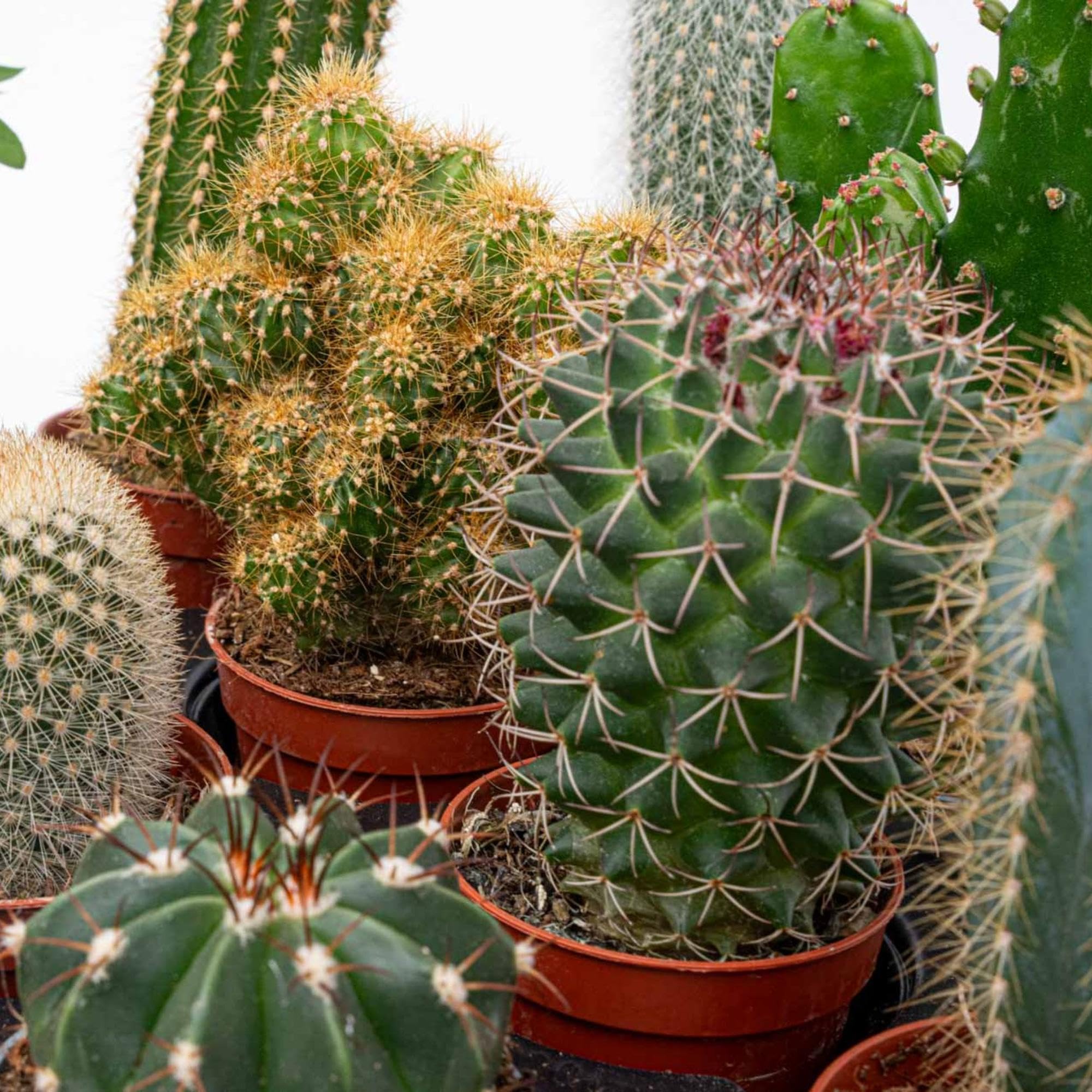 Set di 12 Cactus Vivi, Piante Grasse da Interno, Verde, Vaso 5.5 cm